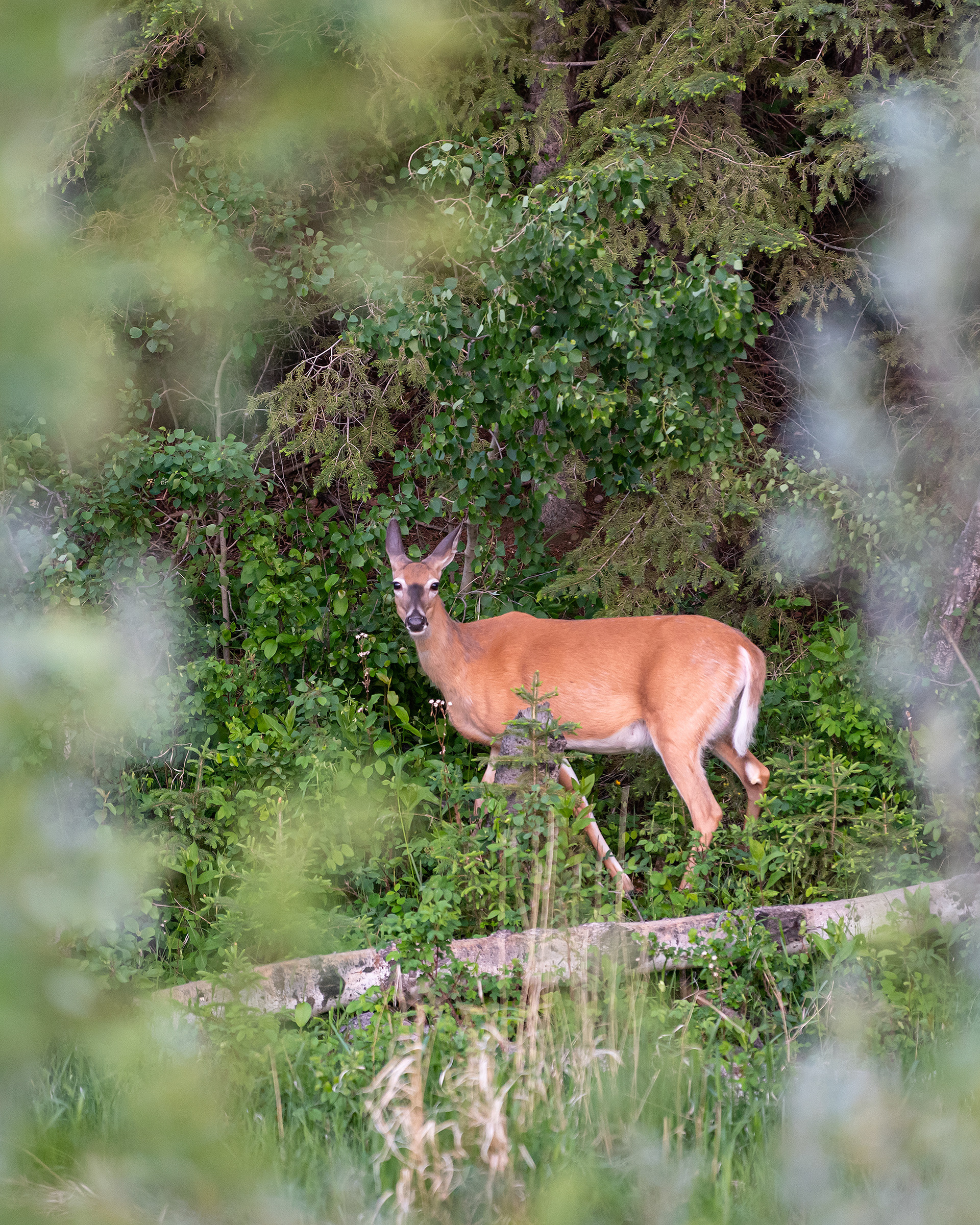 White-tailed Deer, Marshall Springs ponds area, Fish Creek Provincial Park, Calgary, AB