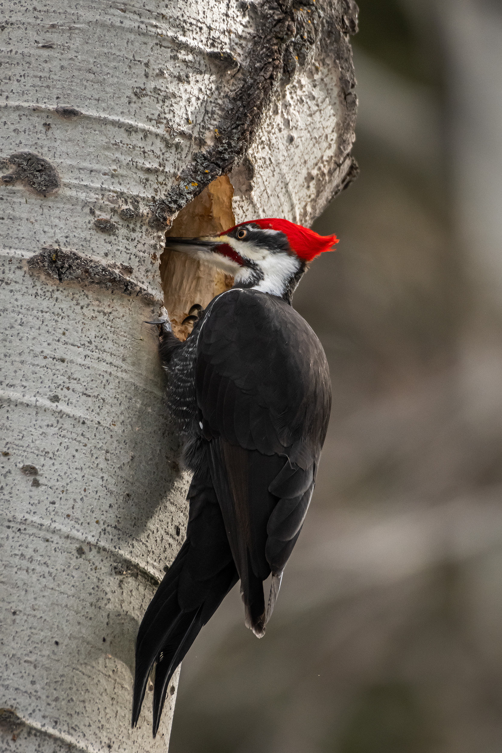 Pileated Woodpecker (male), near Marshall Springs, Fish Creek Provincial Park, Calgary, AB