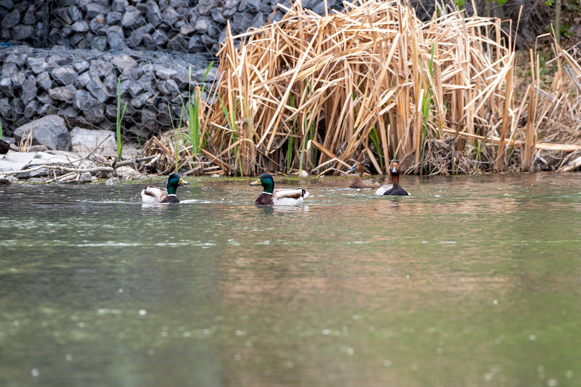 Redhead pair, Mallards, Bridlewood Wetlands Park, Calgary, Alberta