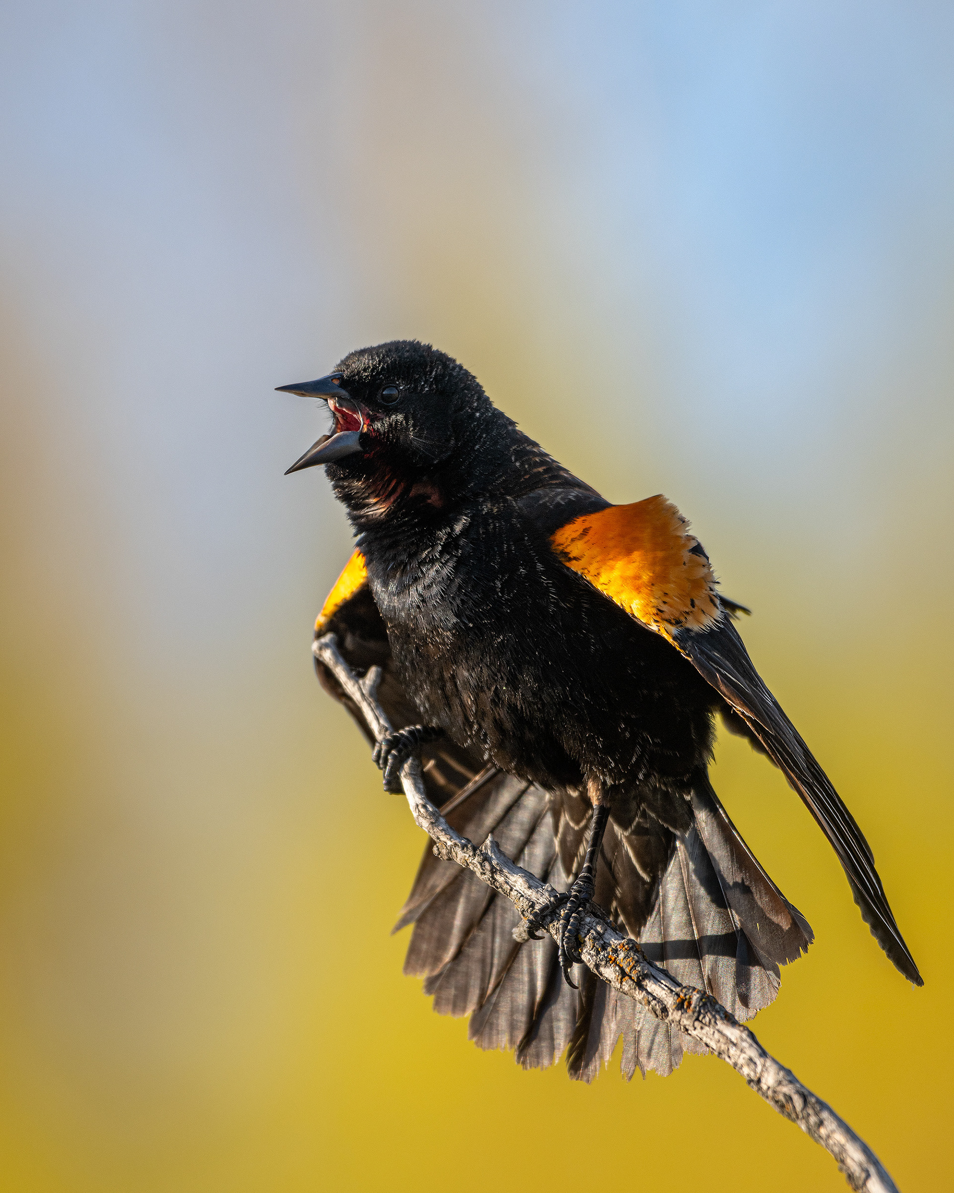 Red-winged Blackbird (male), Bridlewood Wetlands Park, Calgary, AB