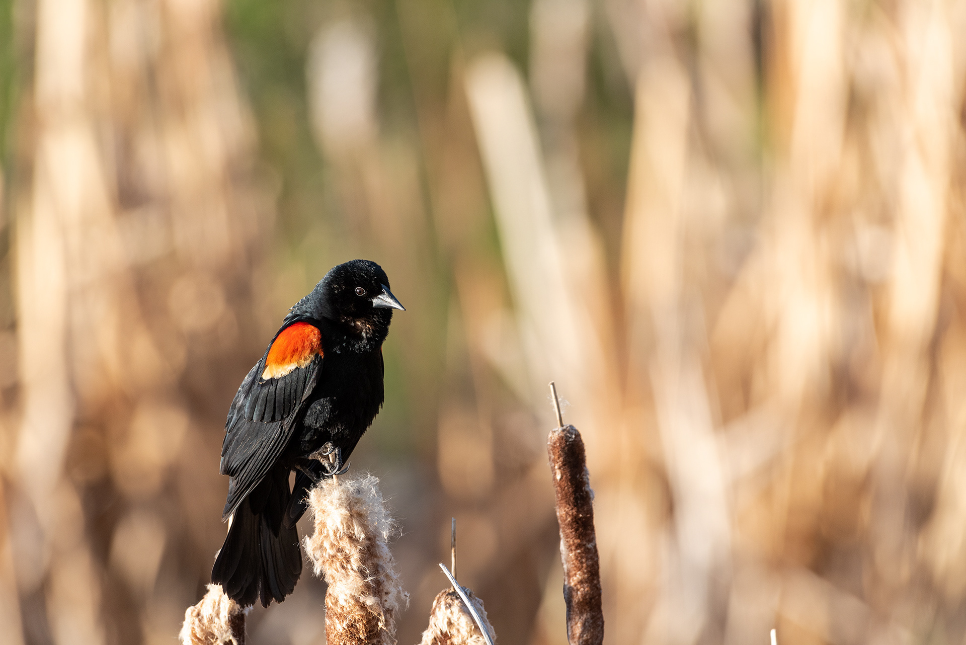 Red-winged Blackbird, Marshall Springs, Fish Creek Provincial Park, Calgary, Alberta