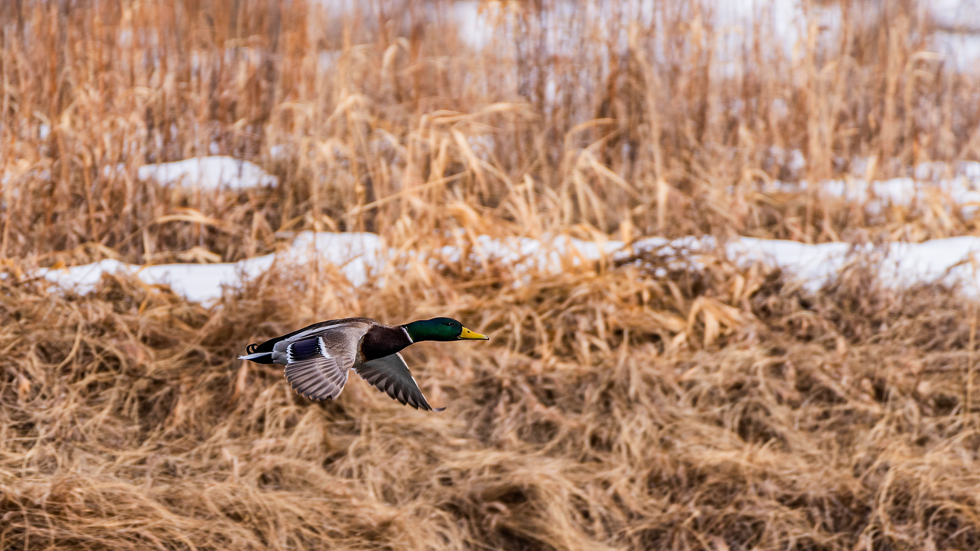 Mallard (male, in flight) near Mallard Point, Fish Creek Prov. Park, Calgary, AB
