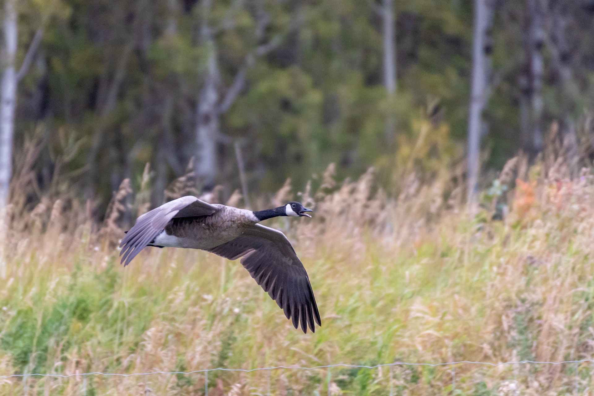 Canada Goose (in flight) at the Marshall Springs ponds in Fish Creek Provincial Park