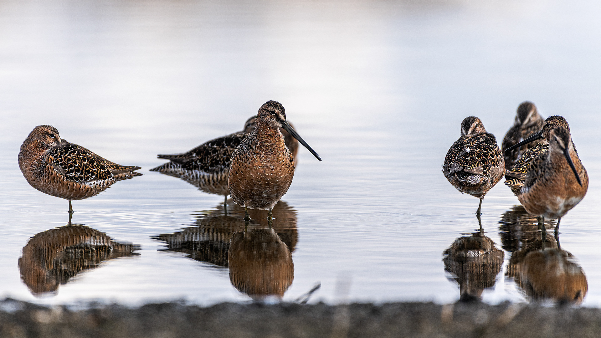 Resting Long-billed Dowitchers, Frank Lake, Alberta