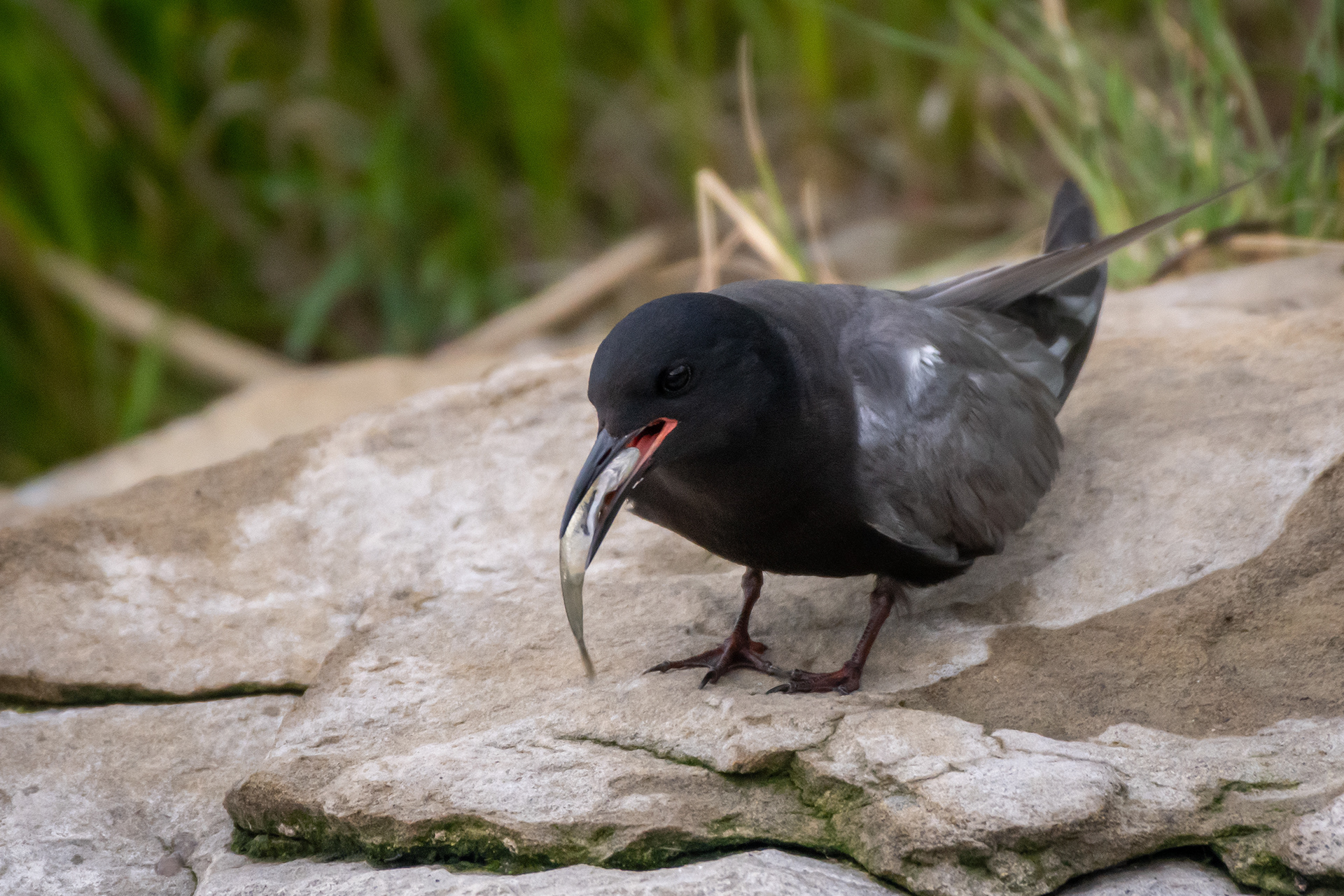 Black Tern (immature) with a small fish, Marshall Springs ponds, Fish Creek Provincial Park, Calgary, AB