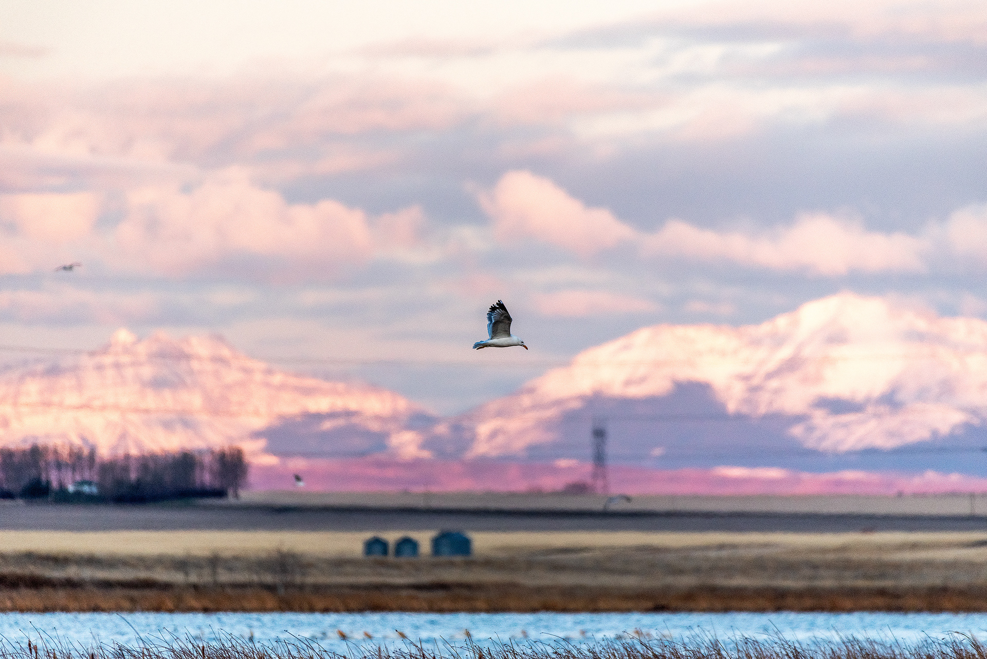 Gull in flight at Frank Lake, Alberta