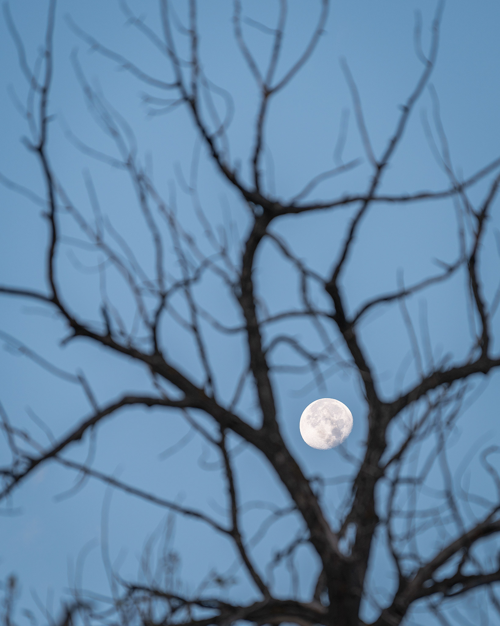 The Moon through a gap in tree, from the Mallard Point area of Fish Creek Provincial Park, Calgary, AB - October 12th, 2022 (8:13 AM, 18 Mp)