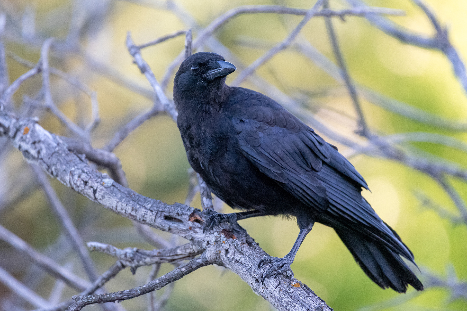 American Crow