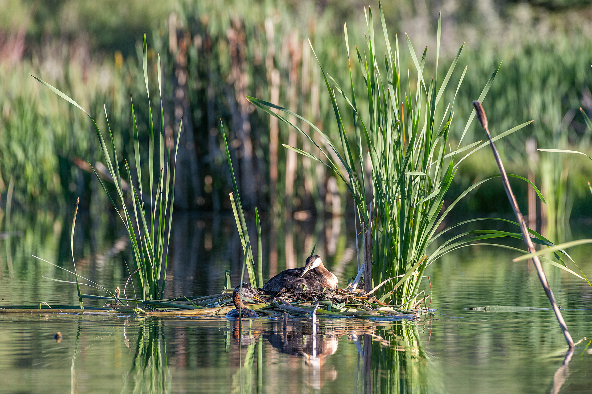 Red-necked Grebe pair at their nest, Marshall Springs - Fish Creek Prov. Park, Calgary, AB