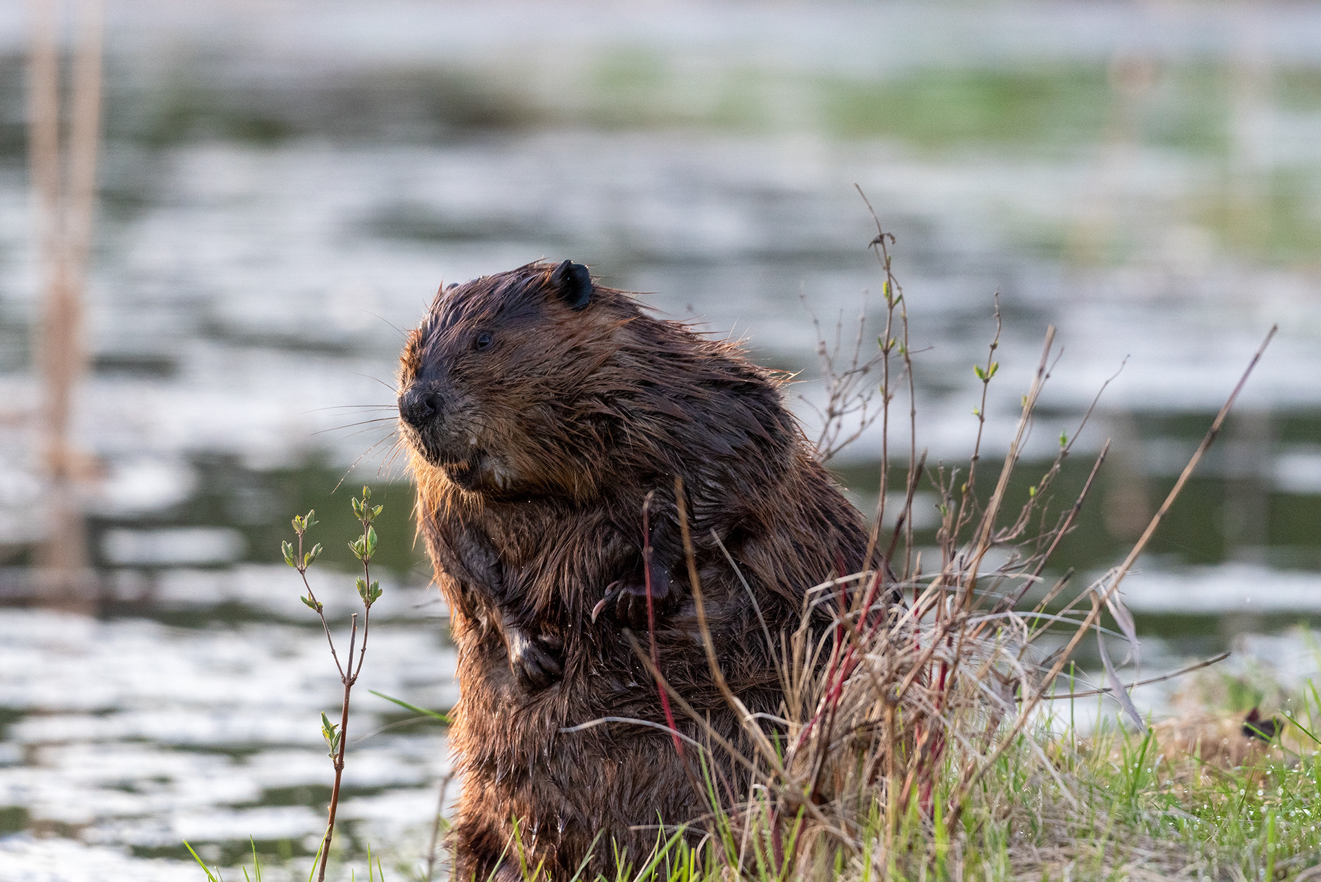 beaver, Marshall Springs, Fish Creek Provincial Park, Calgary, Alberta