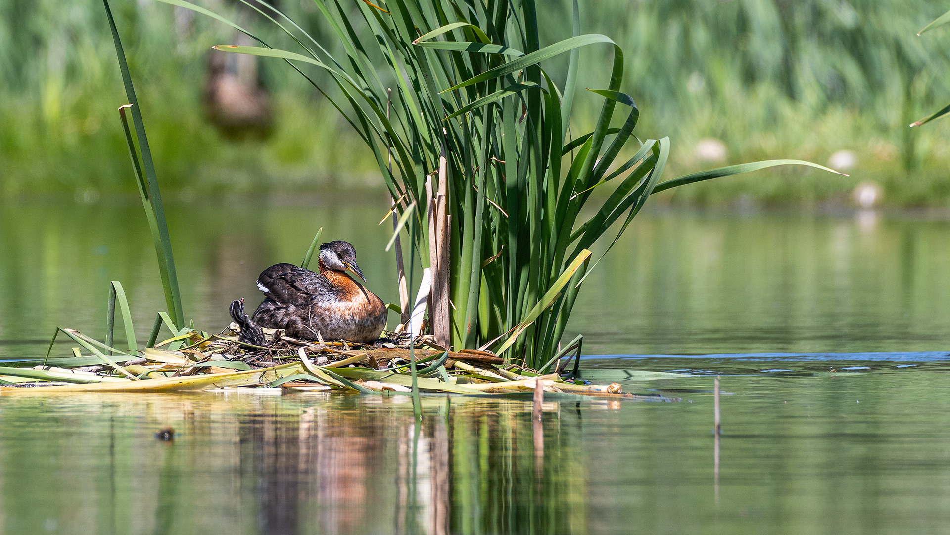 Red-necked Grebe (female) and her newly hatched chick at their nest, Marshall Springs - Fish Creek Prov. Park, Calgary, AB