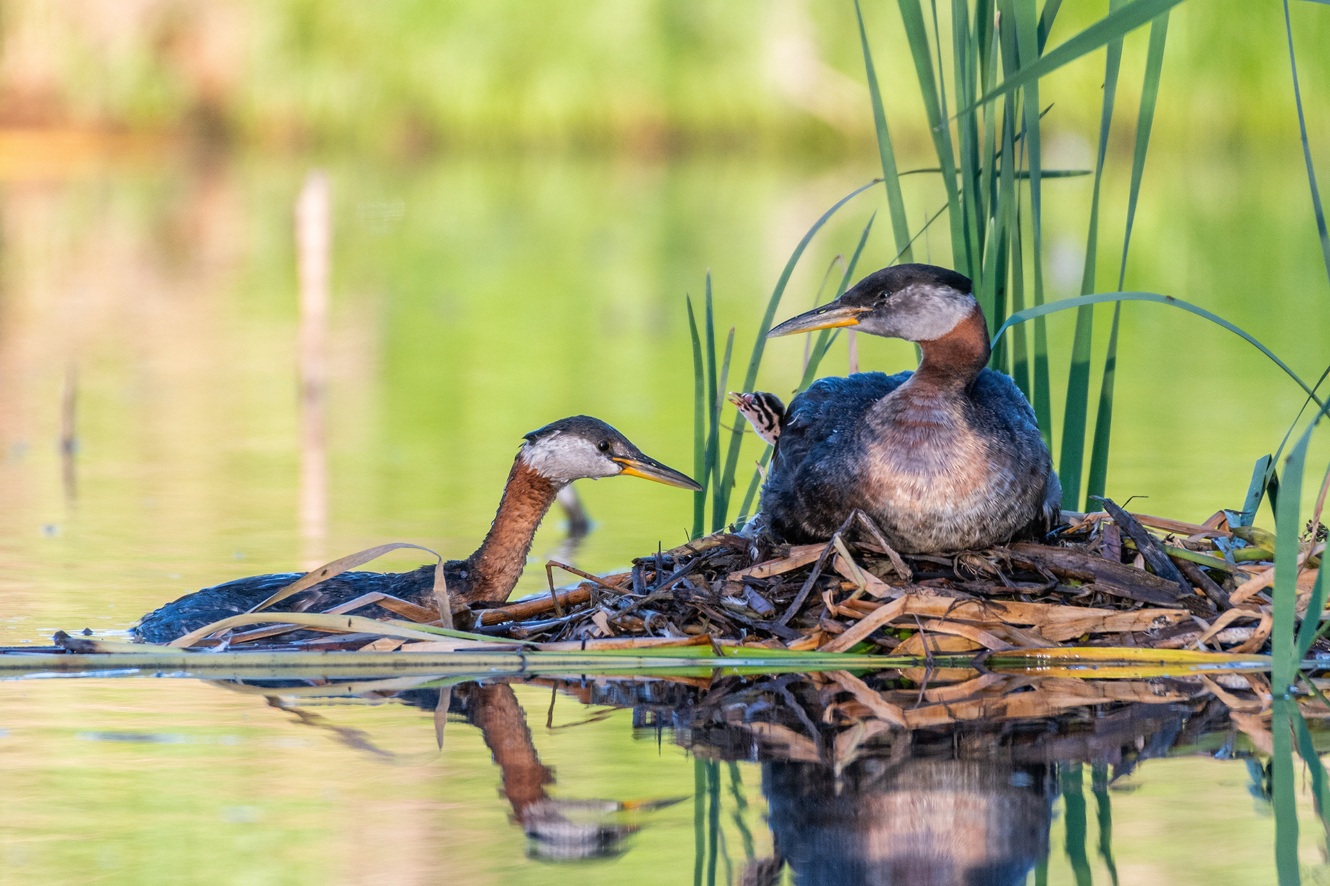 Red-necked Grebe pair at their nest with a chick (male on the nest, female feeding the chick), Marshall Springs - Fish Creek Prov. Park, Calgary, AB