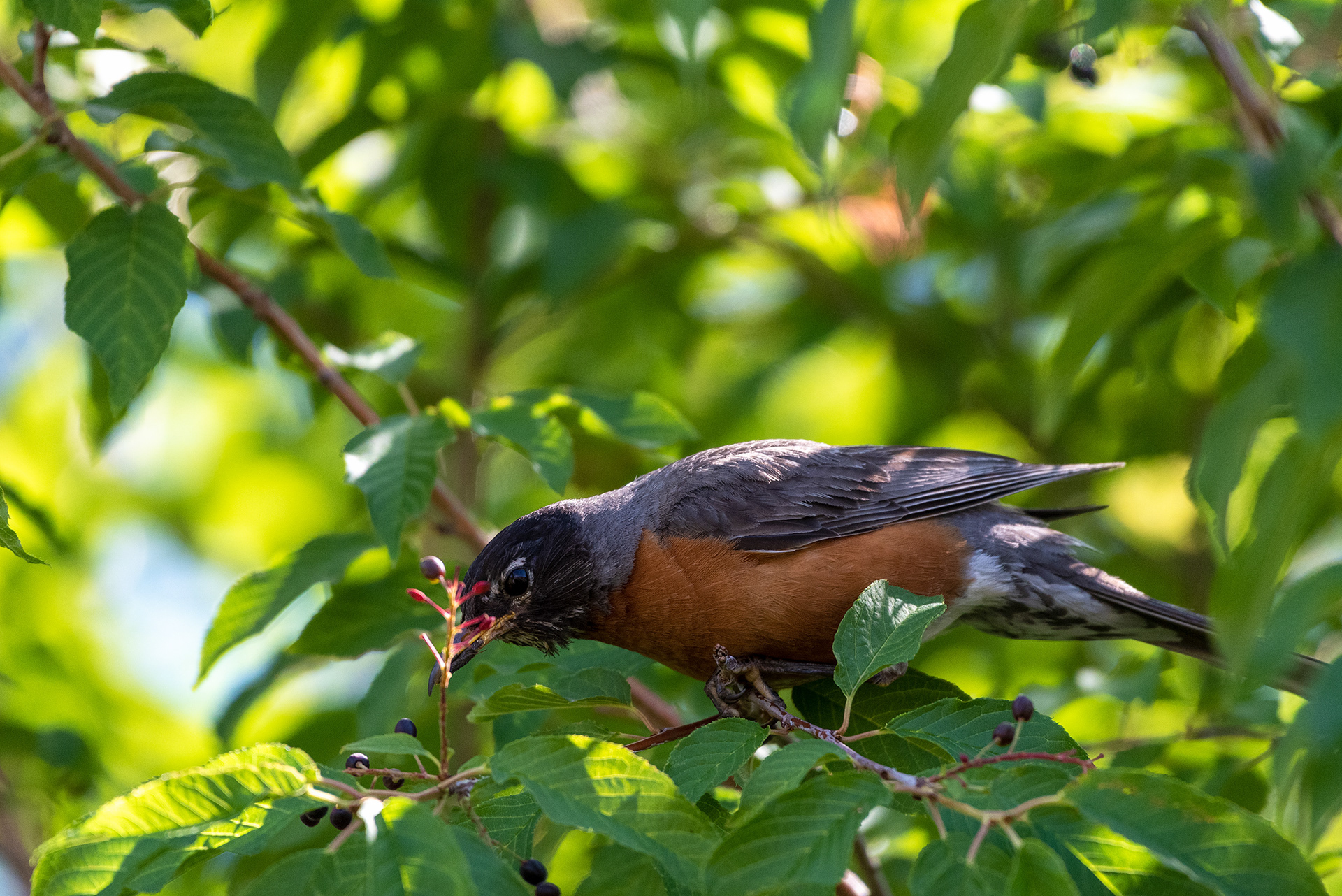 American Robin stretches out for some ripened berries