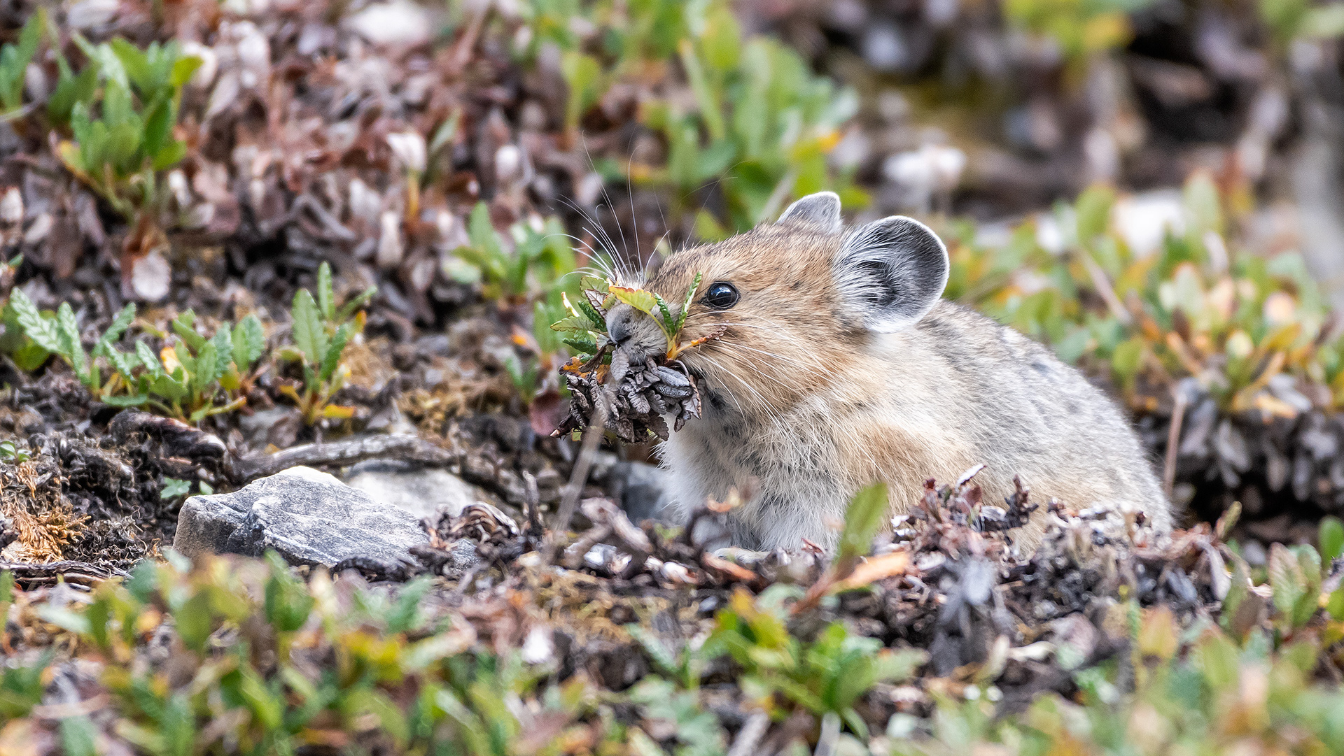Pika, Stanley Glacier Trail, Kootenay National Park, British Columbia