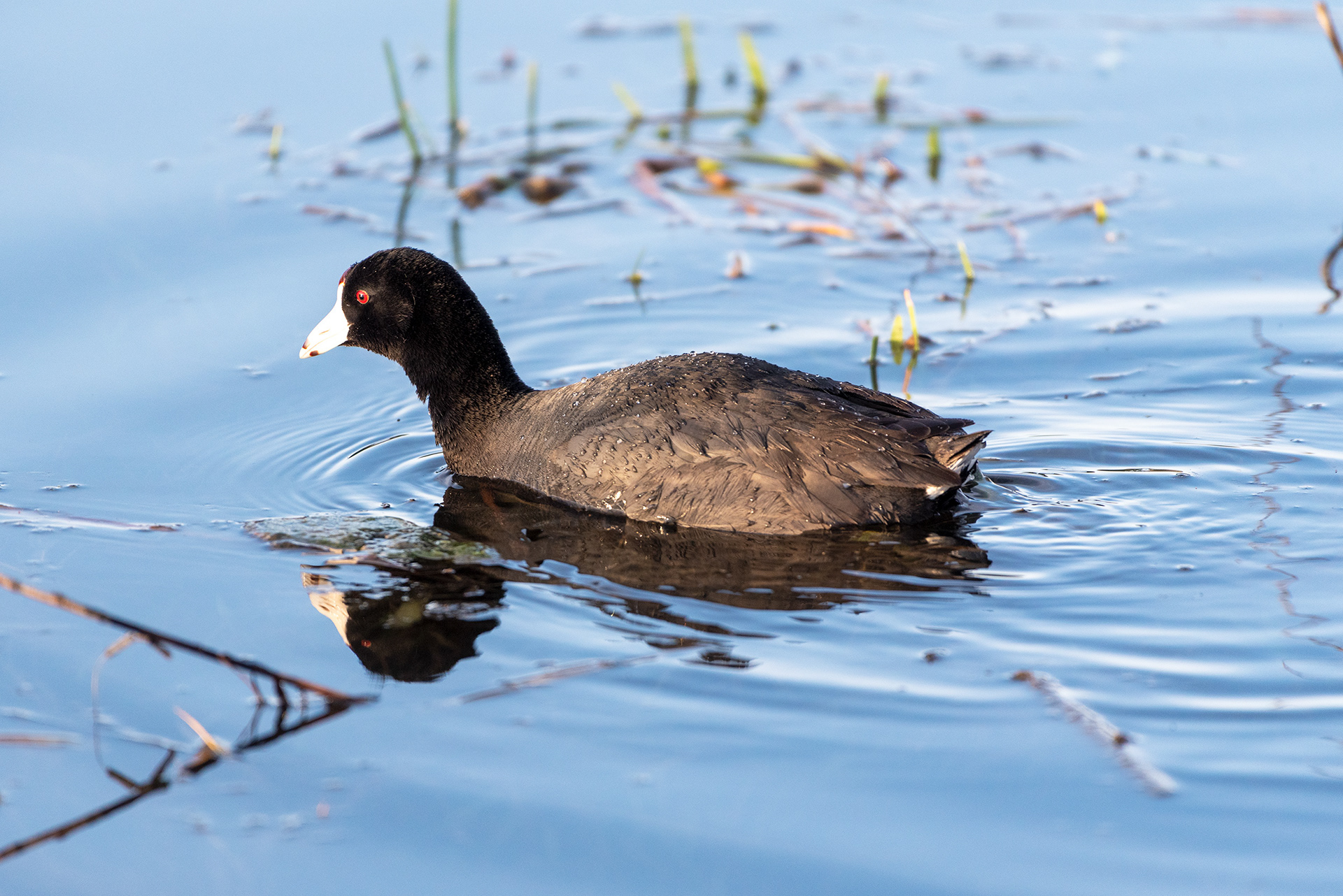 American Coot, Marshall Springs, Fish Creek Provincial Park, Calgary, Alberta