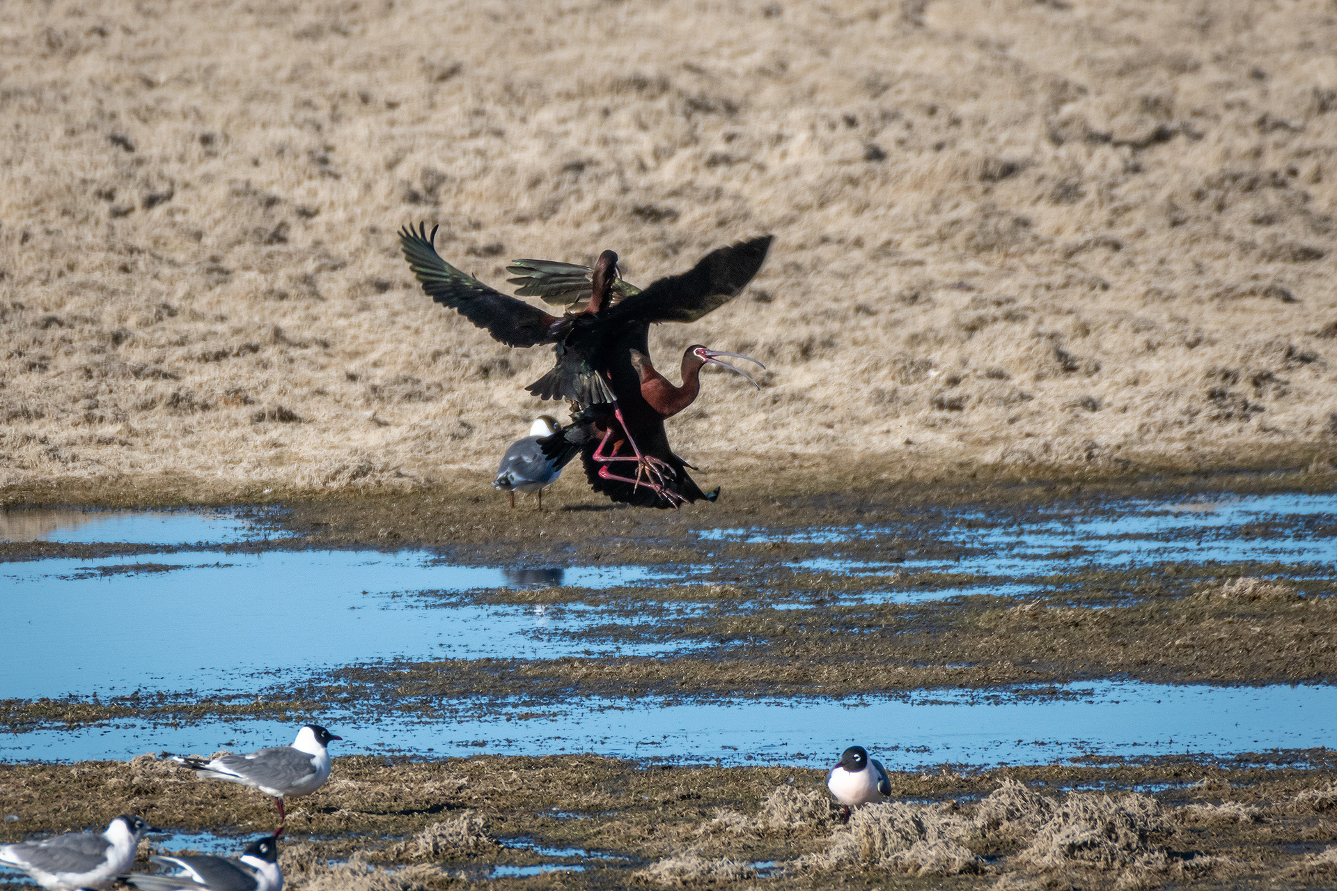White-faced Ibises, Glenmore Reservoir, North Glenmore Park, Calgary, AB