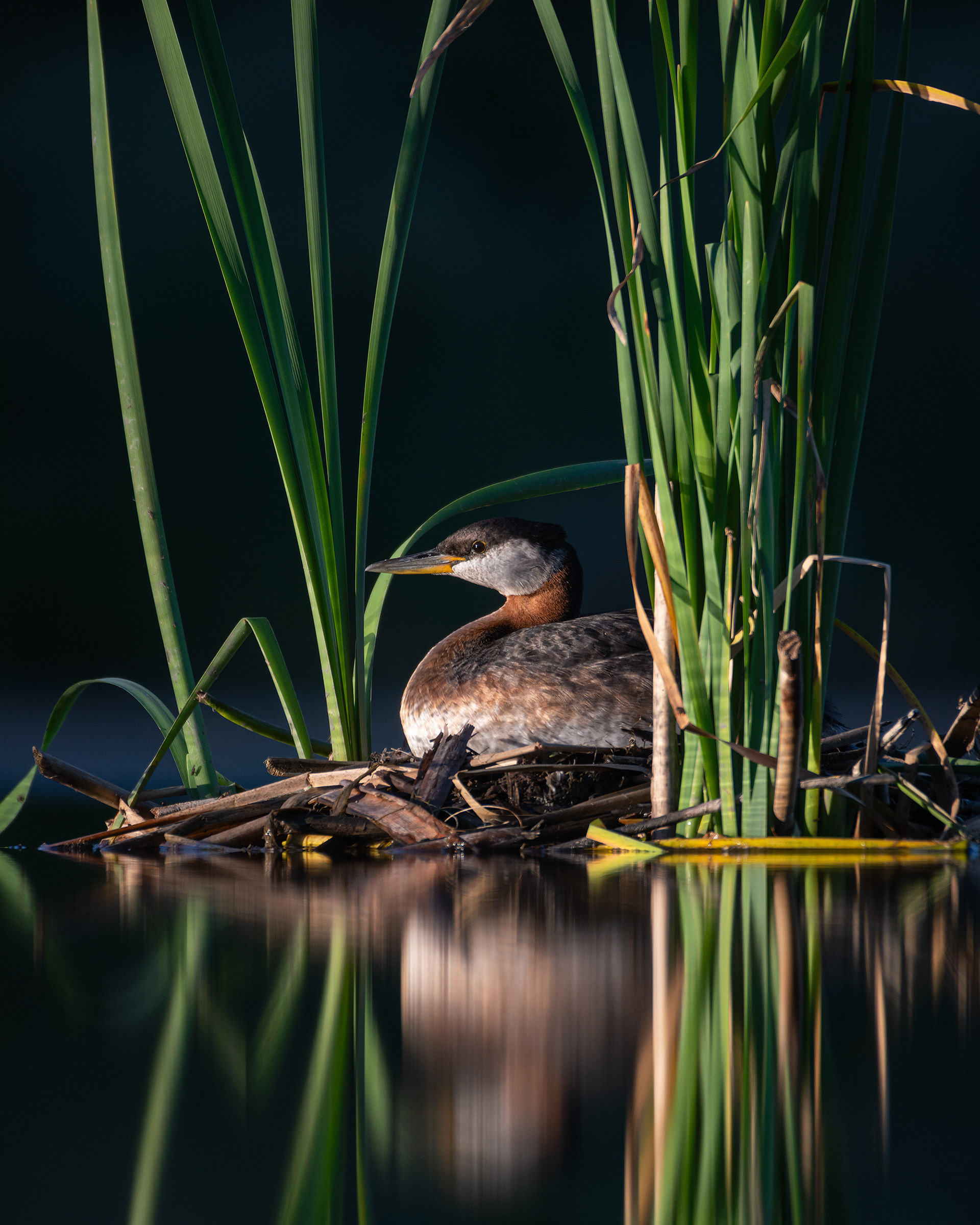Red-necked Grebe, Marshall Springs ponds, Fish Creek Provincial Park, Calgary, AB