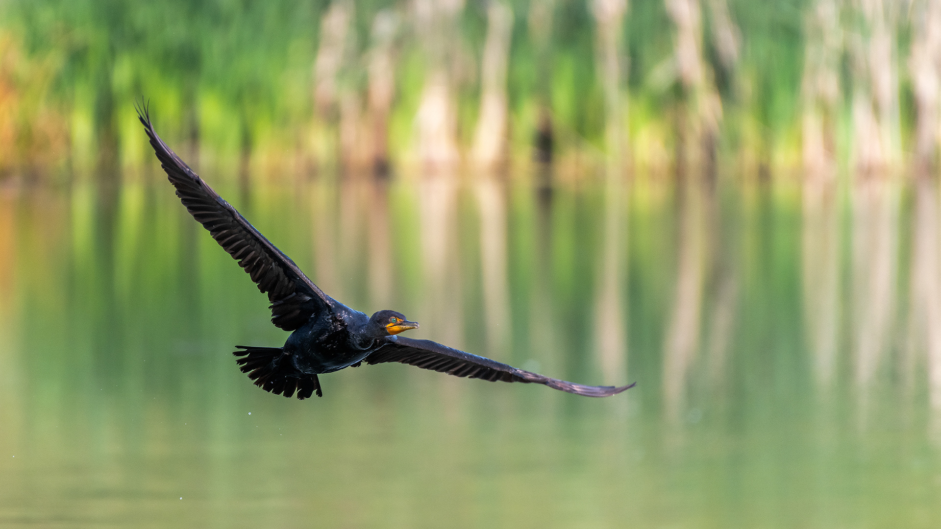 Double-crested Cormorant (in flight), Marshall Springs - Fish Creek Prov. Park, Calgary, AB