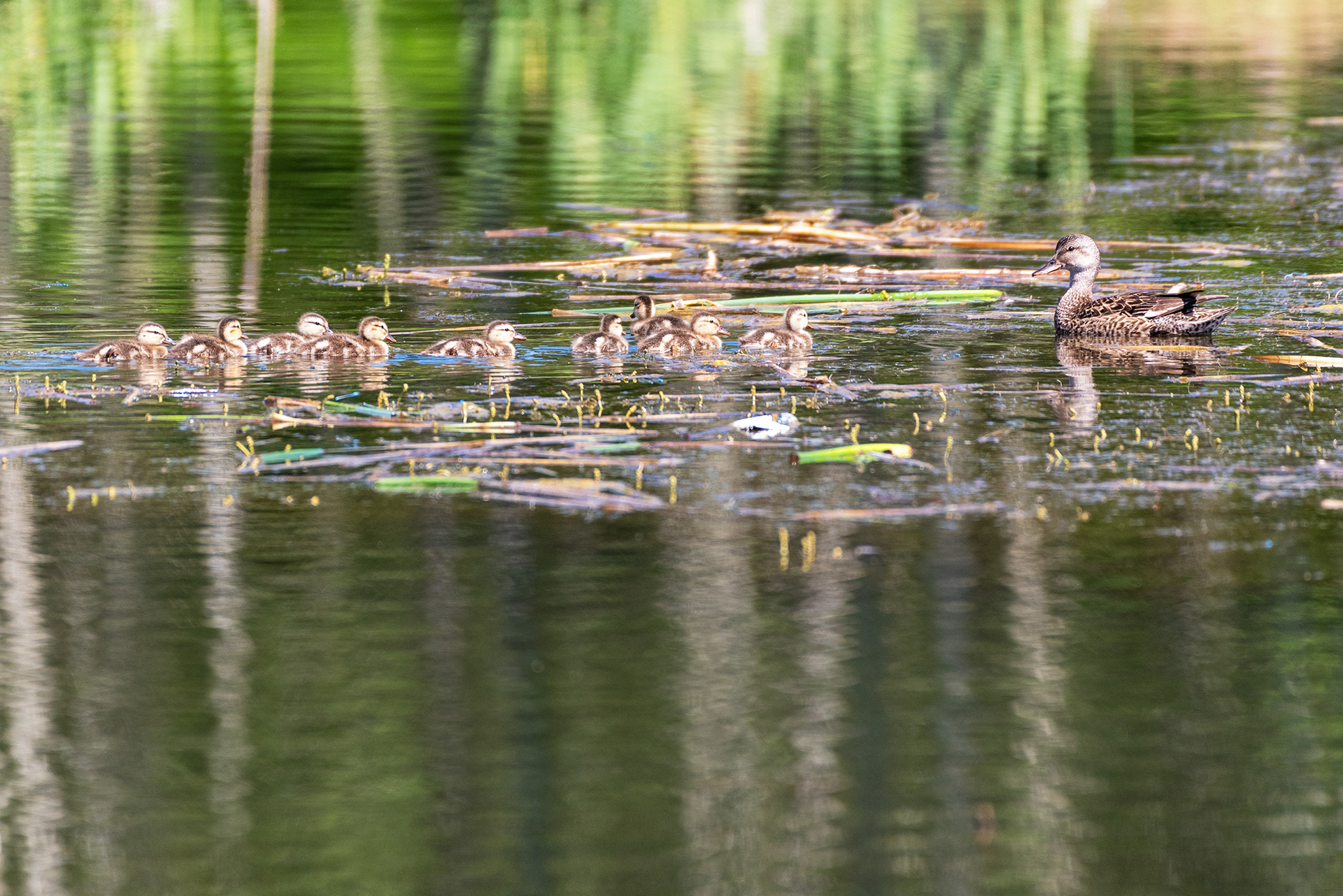 Mallard with ducklings