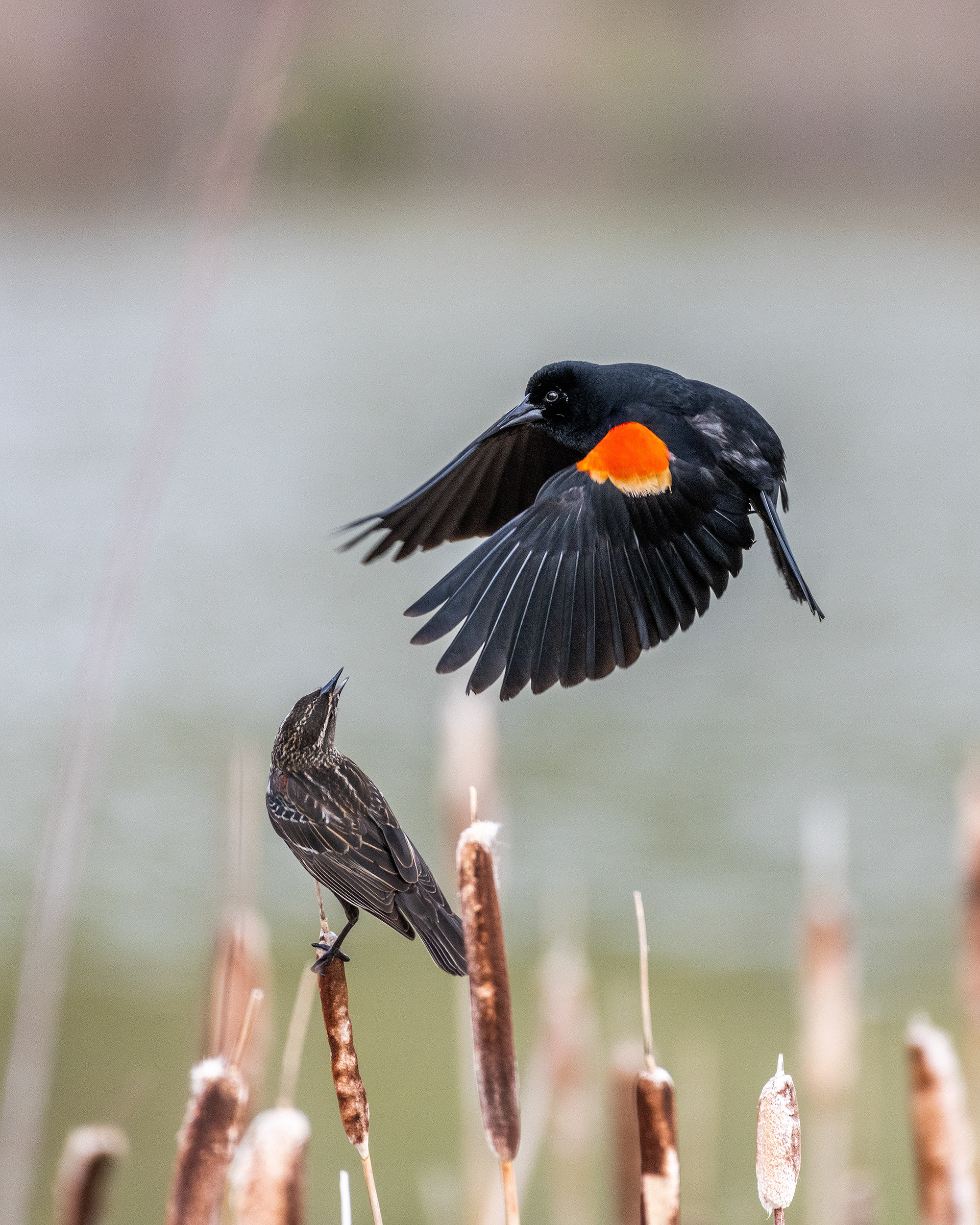 Red-winged Blackbird (male) in flight over perched Red-winged Blackbird (female) at the Marshall Springs ponds in Fish Creek Provincial Park