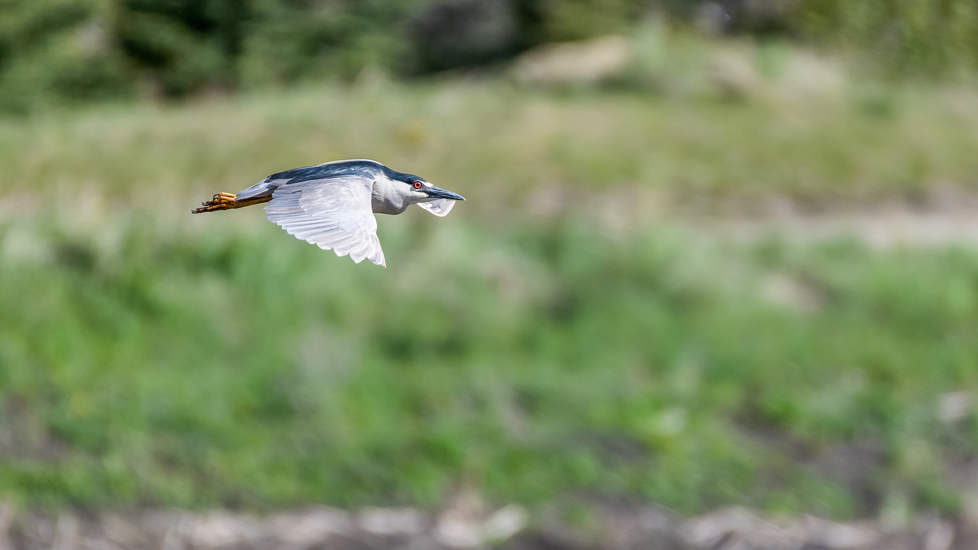 Black-crowned Night-Heron (in flight) at the Marshall Springs ponds in Fish Creek Provincial Park, Calgary, Alberta