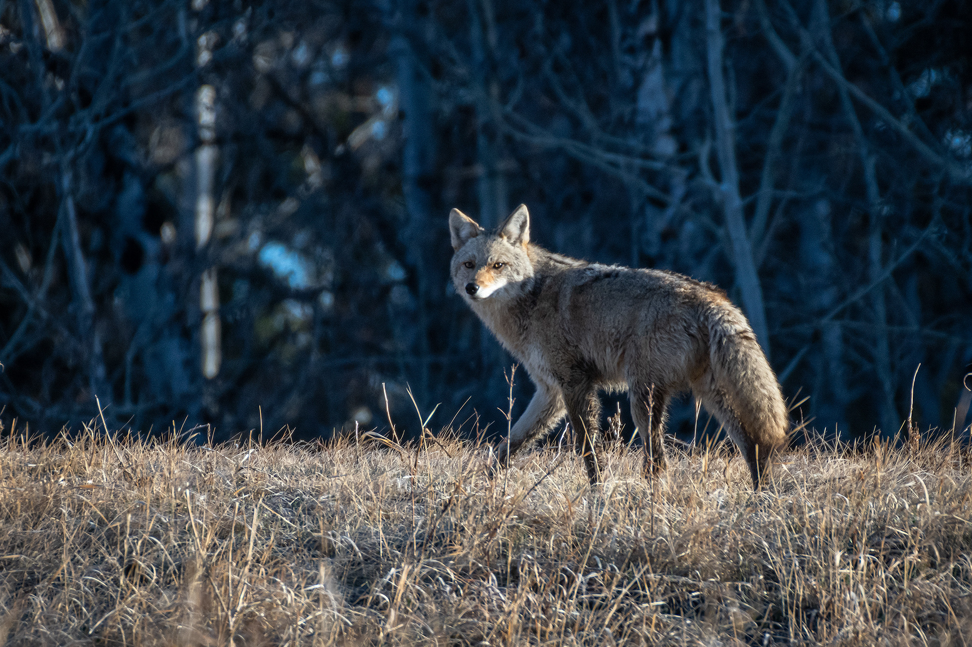 Coyote, Marshall Springs, Fish Creek Provincial Park, Calgary, AB