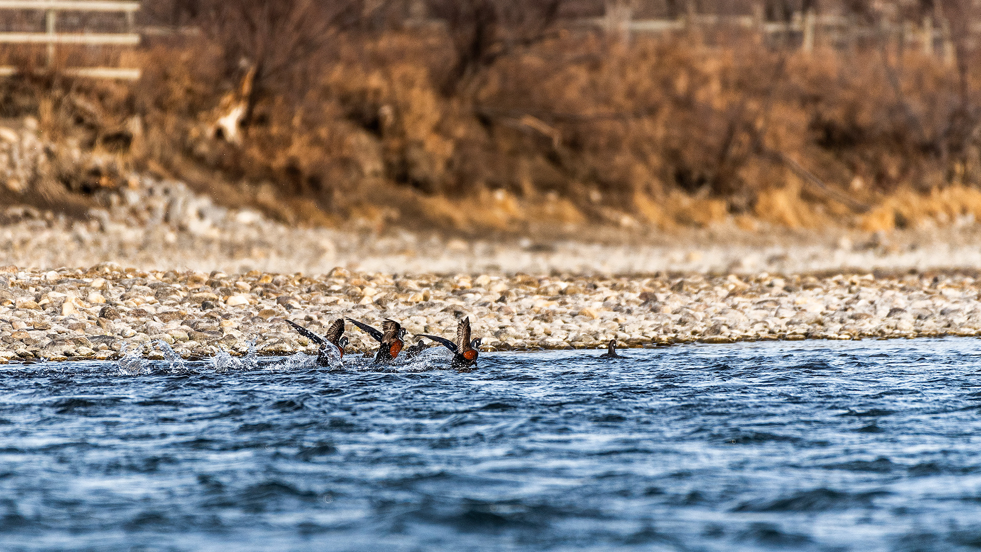 Harlequin Ducks on the other side of the Bow River near Carburn Park, Calgary, AB
