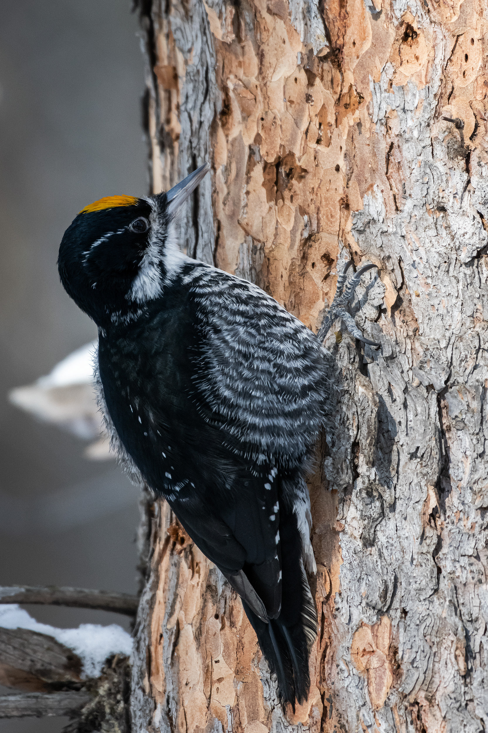 Black-backed Woodpecker (male), near the Marshall Springs area of Fish Creek Provincial Park, Calgary, AB