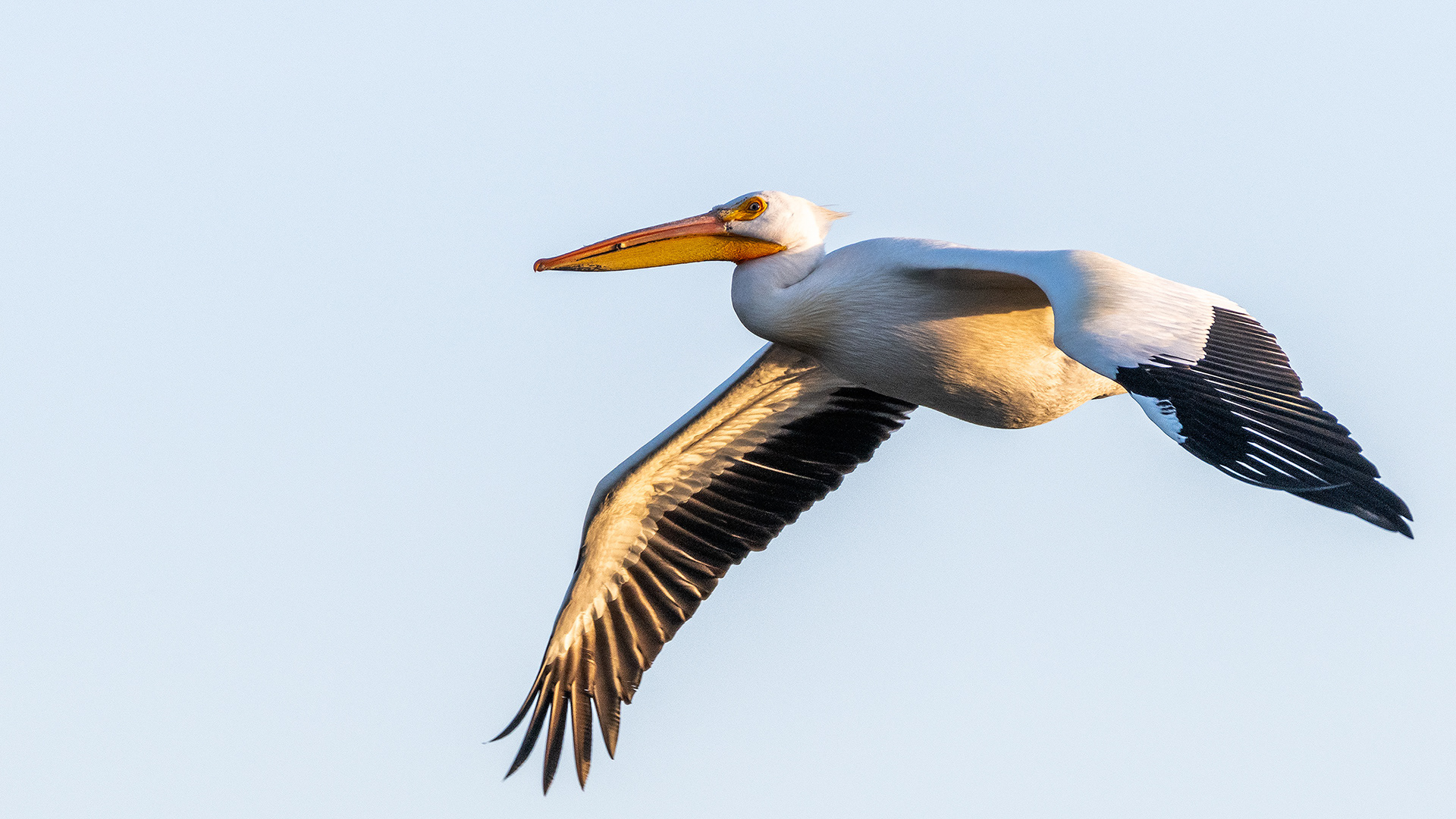 Pelican in flight, Frank Lake, Alberta