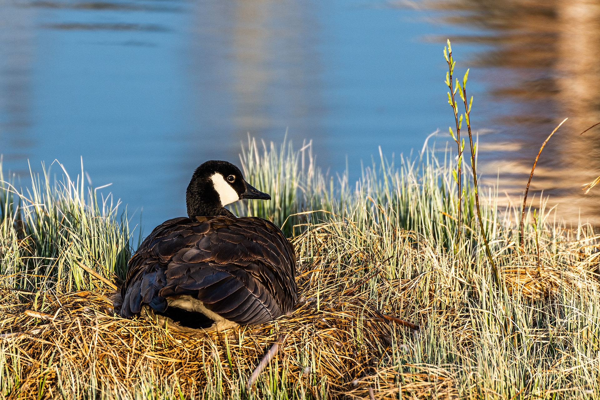 Canada Goose (female) on a nest, Bridlewood Wetlands Park, Calgary, Alberta