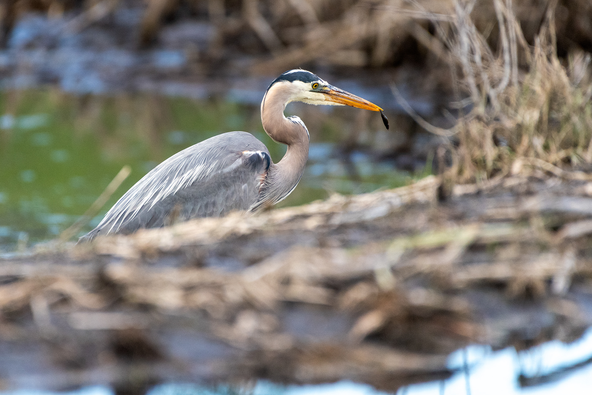 Great Blue Heron