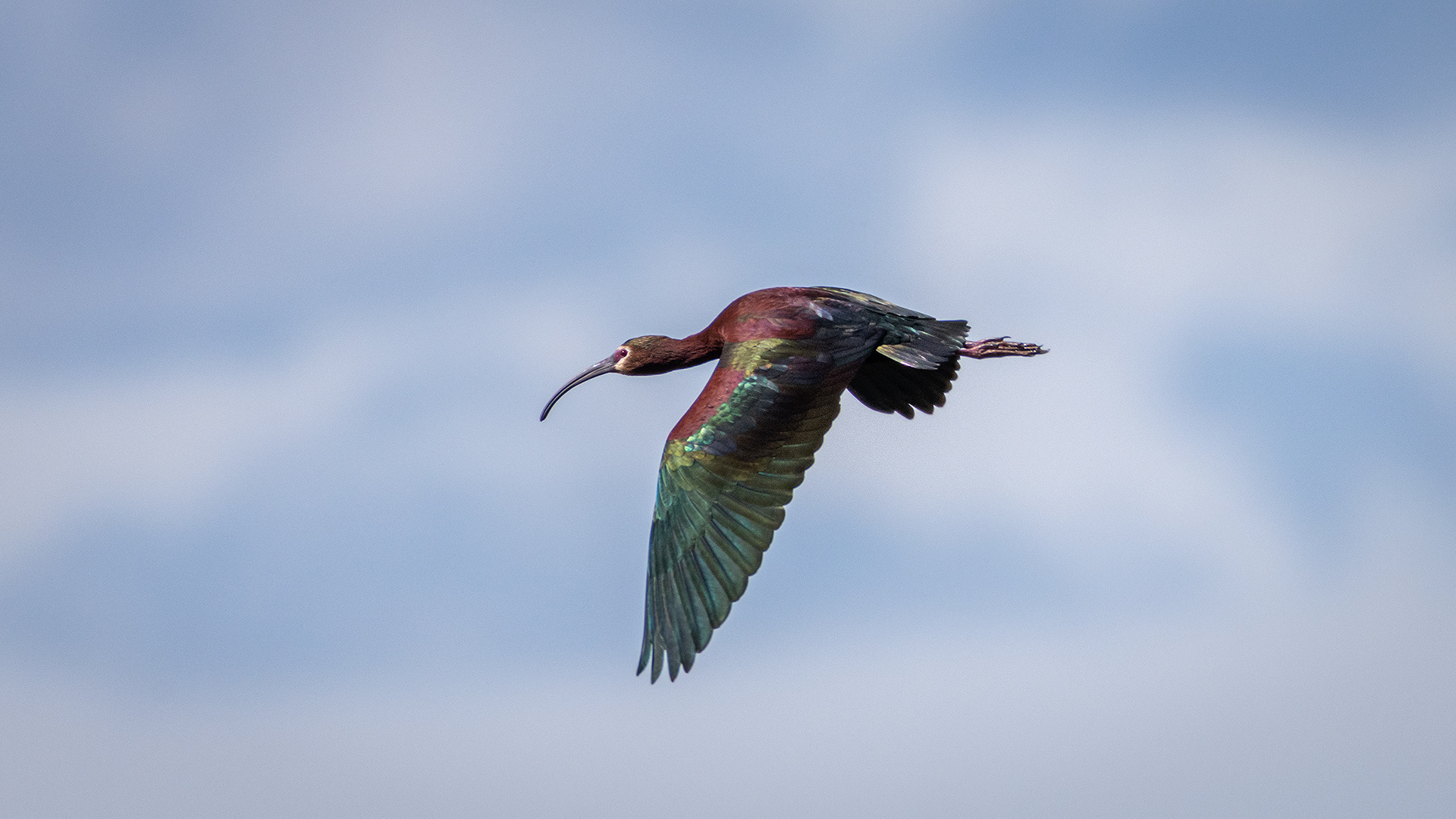 White-faced Ibis (in flight), Glenmore Reservoir, North Glenmore Park, Calgary, AB