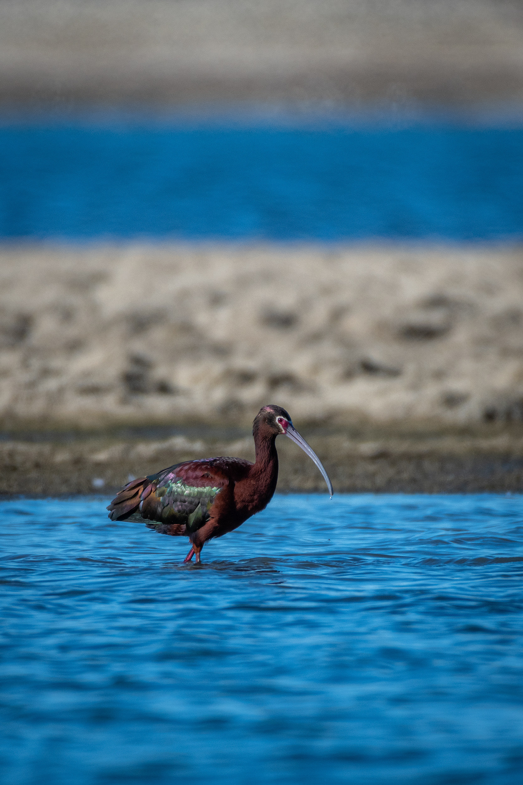 White-faced Ibis, Glenmore Reservoir, North Glenmore Park, Calgary, AB