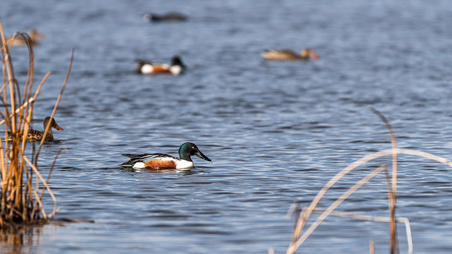 Northern Shovelers at Frank Lake, Alberta