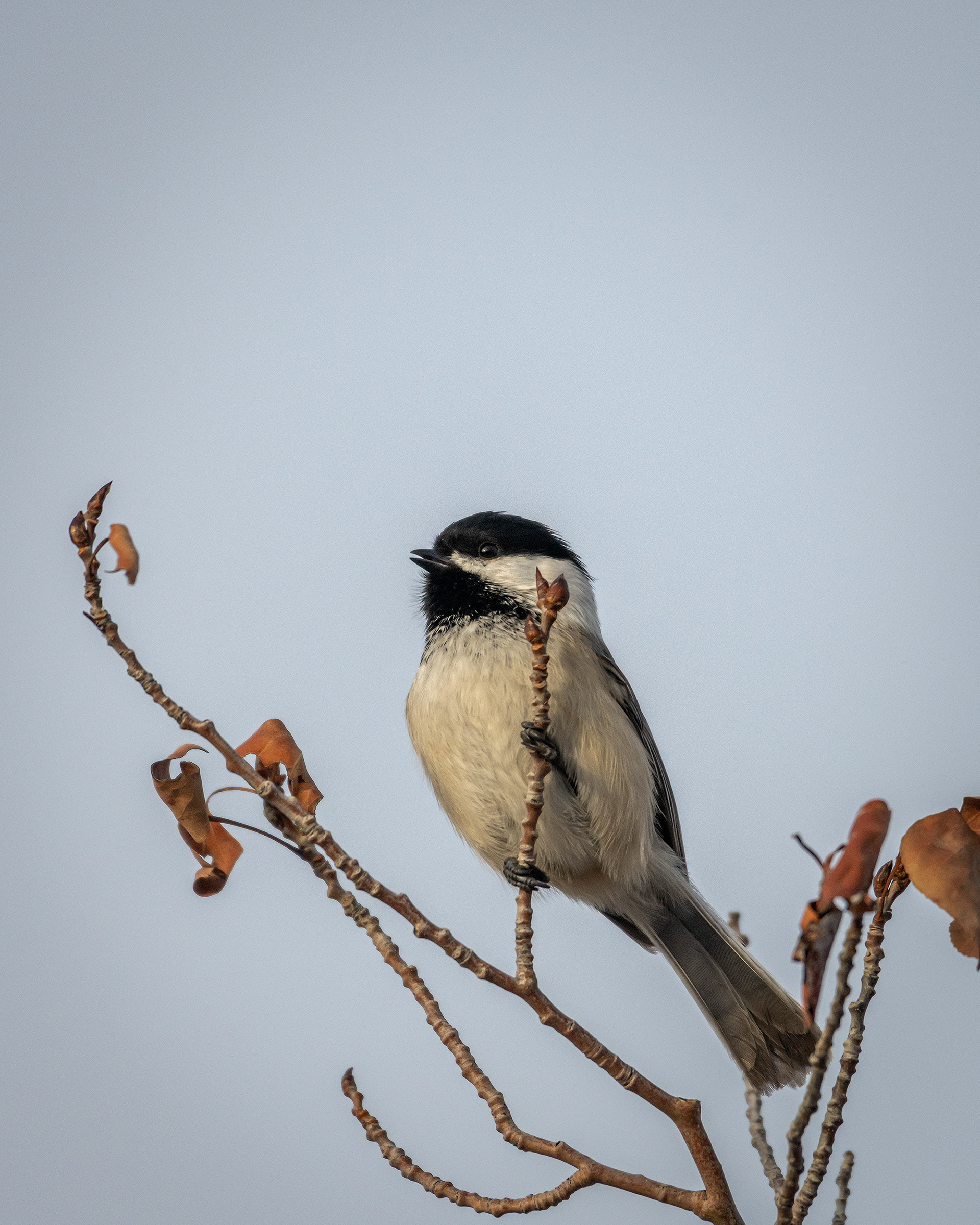 Black-capped Chickadee, Edworthy Park, Calgary, AB
