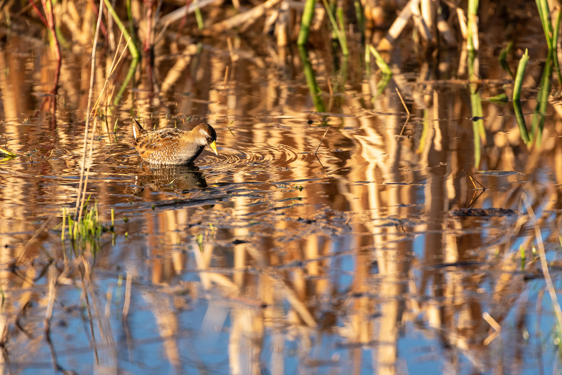 Bird, Marshall Springs, Fish Creek Provincial Park, Calgary, Alberta