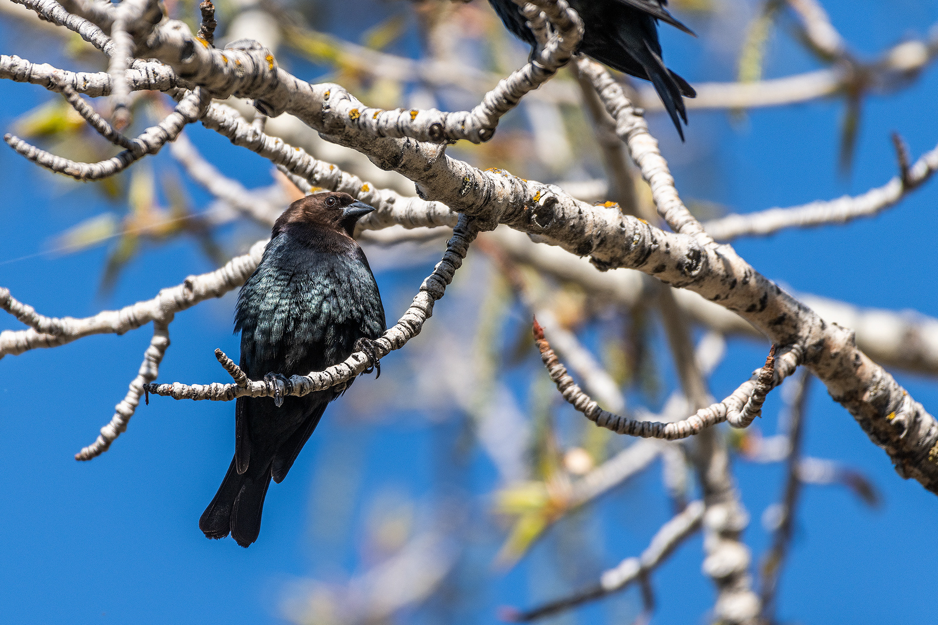 Brown-headed Cowbird (male) at Boat Launch Day Use Area, Fish Creek Provincial Park, Calgary, Alberta