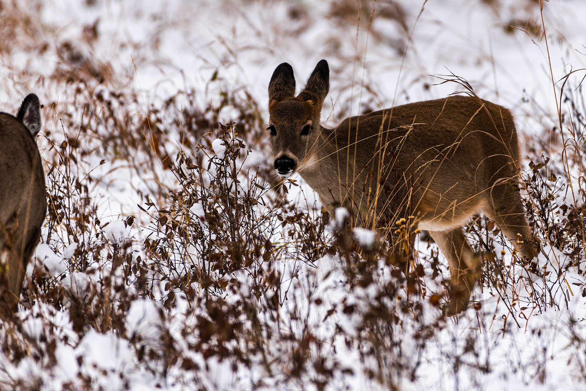 White-tailed Deer near the Marshall Springs ponds in Fish Creek Provincial Park