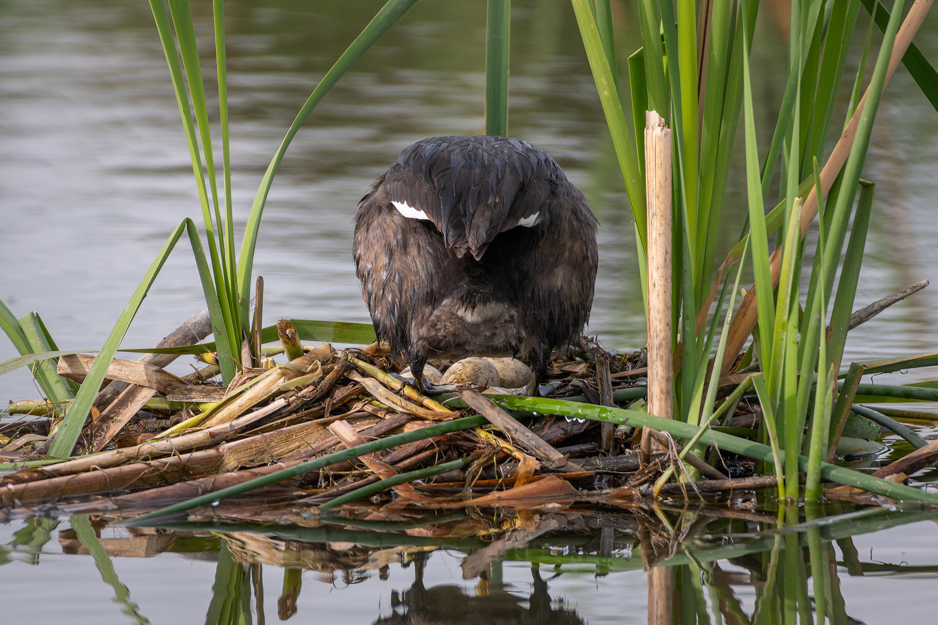 Red-necked Grebe, Marshall Springs ponds, Fish Creek Provincial Park, Calgary, AB
