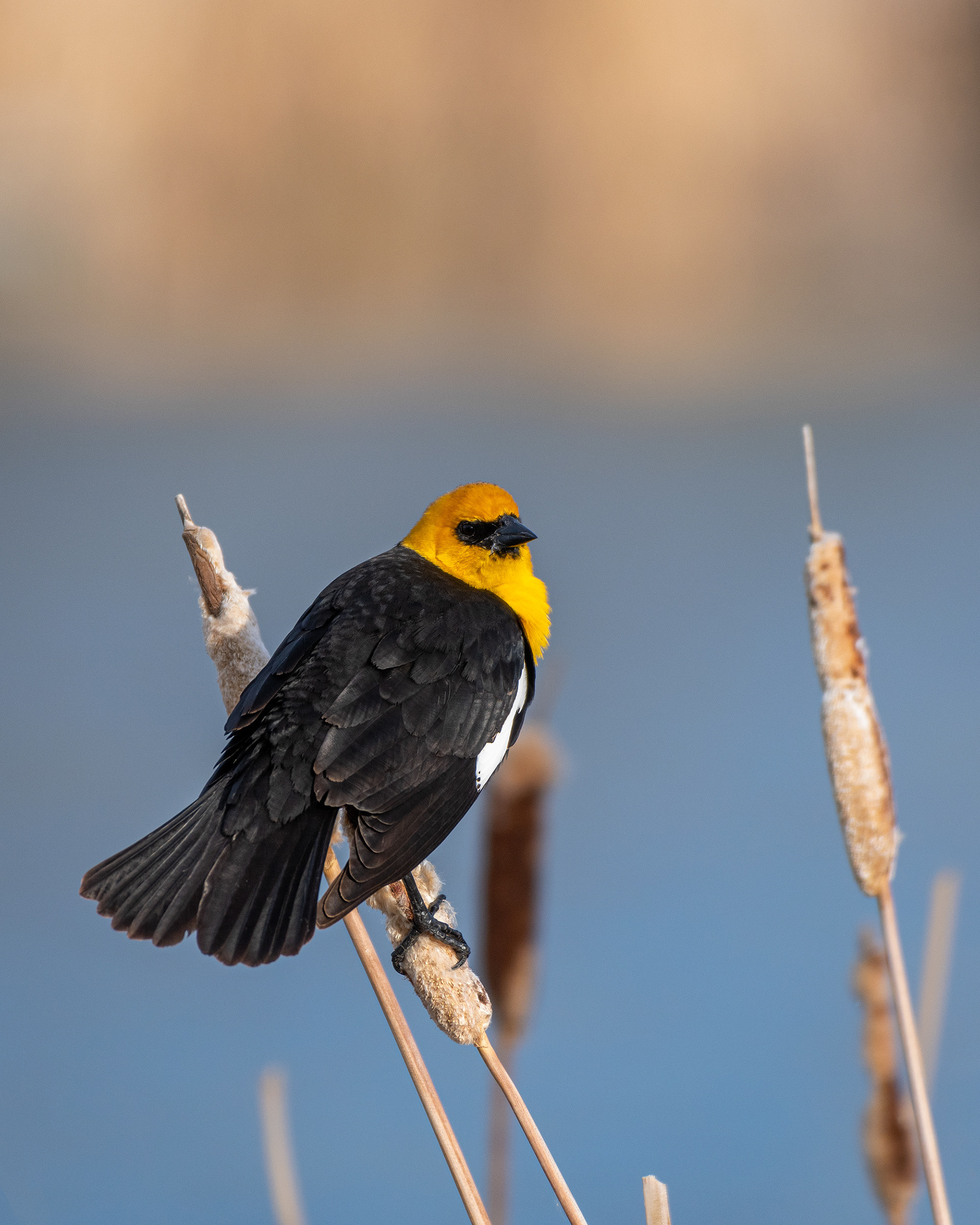 Yellow-headed Blackbird (male), Bridlewood Wetlands Park, Calgary, AB