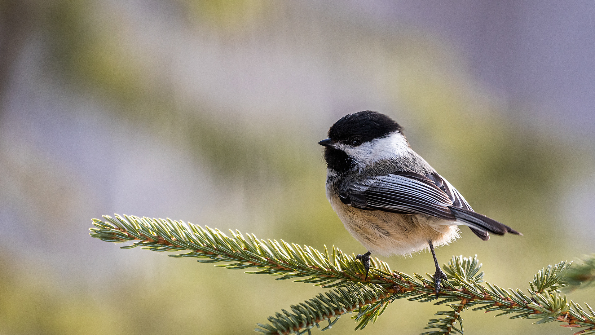 Black-capped Chickadee near Marshall Springs in Fish Creek Provincial Park