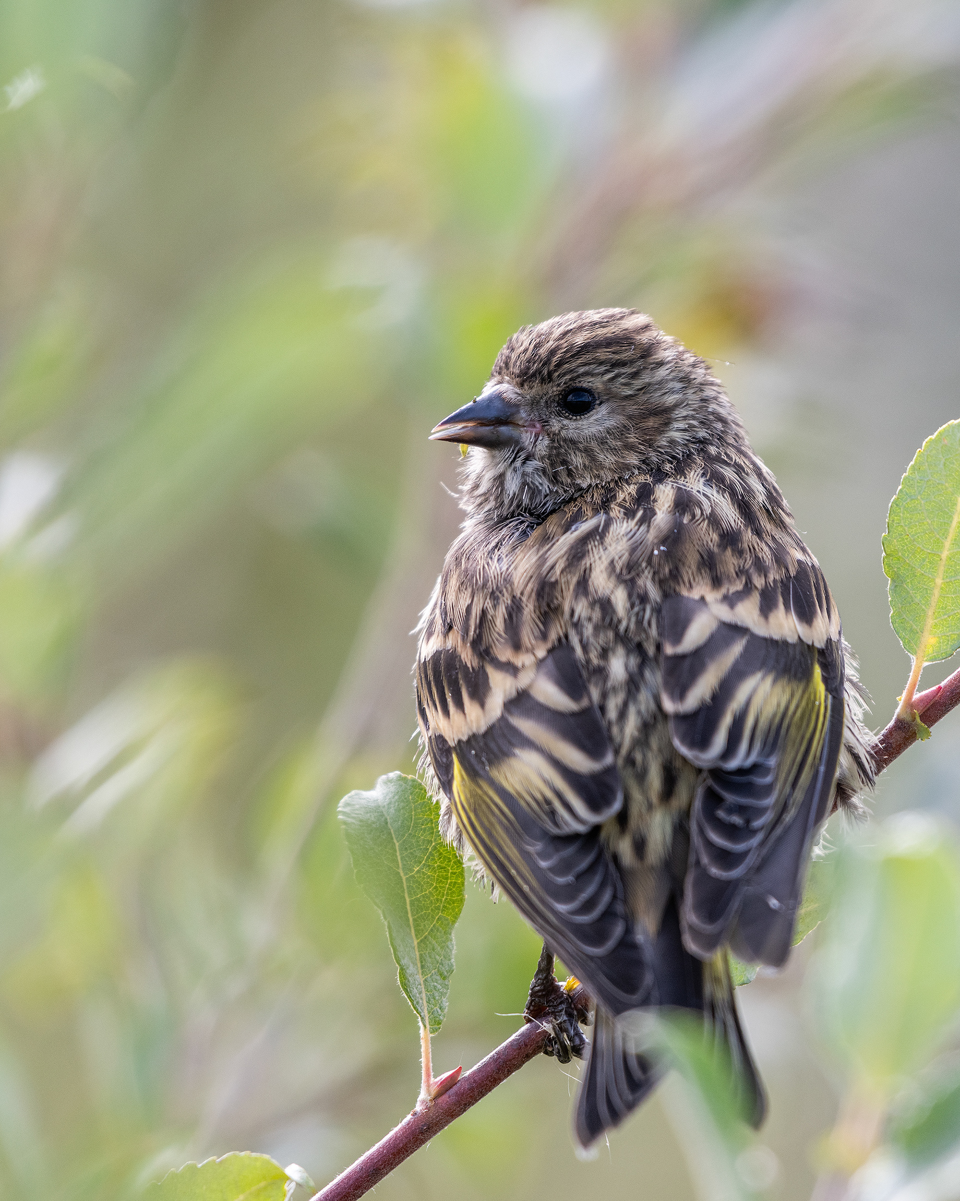 Pine Siskin (not certain of this identification), Marshall Springs - Fish Creek Prov. Park, Calgary, AB