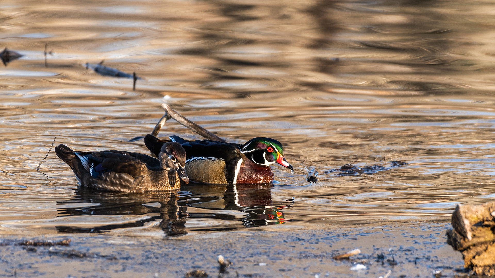 Wood Duck pair at the Inglewood Bird Sanctuary & Nature Centre, Calgary, Alberta