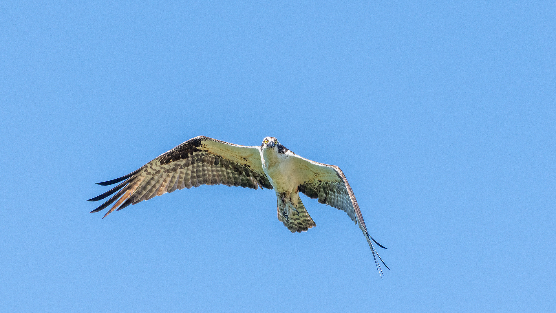 Osprey (in flight) at the Marshall Springs ponds in Fish Creek Provincial Park, Calgary, Alberta