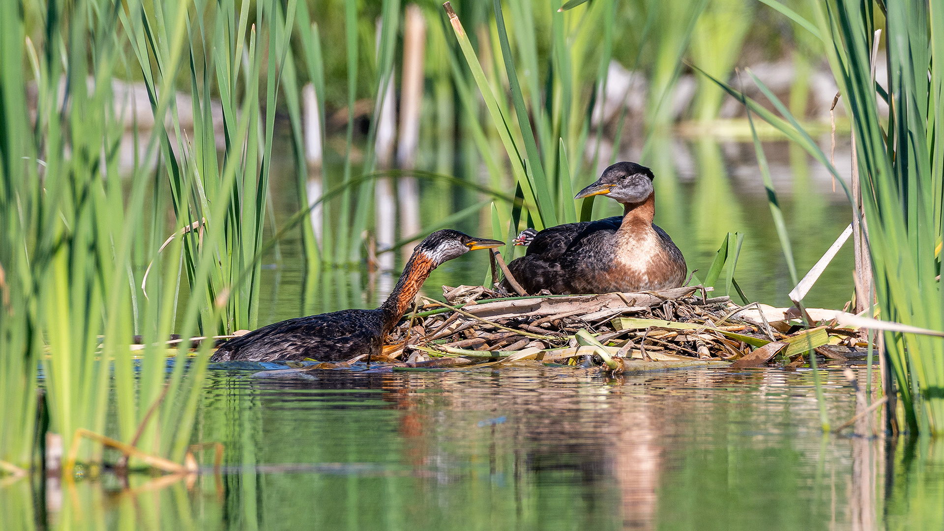 Red-necked Grebe pair at their nest with a chick (male on the nest, female interacting with the chick), Marshall Springs - Fish Creek Prov. Park, Calgary, AB