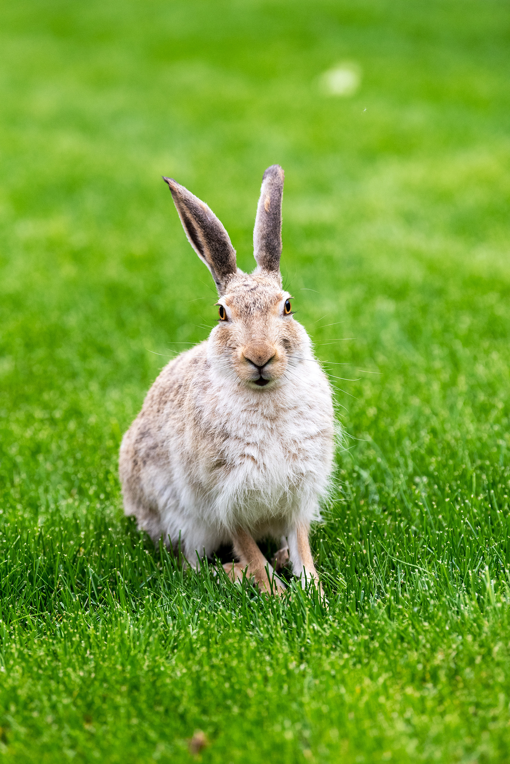 wild hare, Bridlewood, Calgary, Alberta