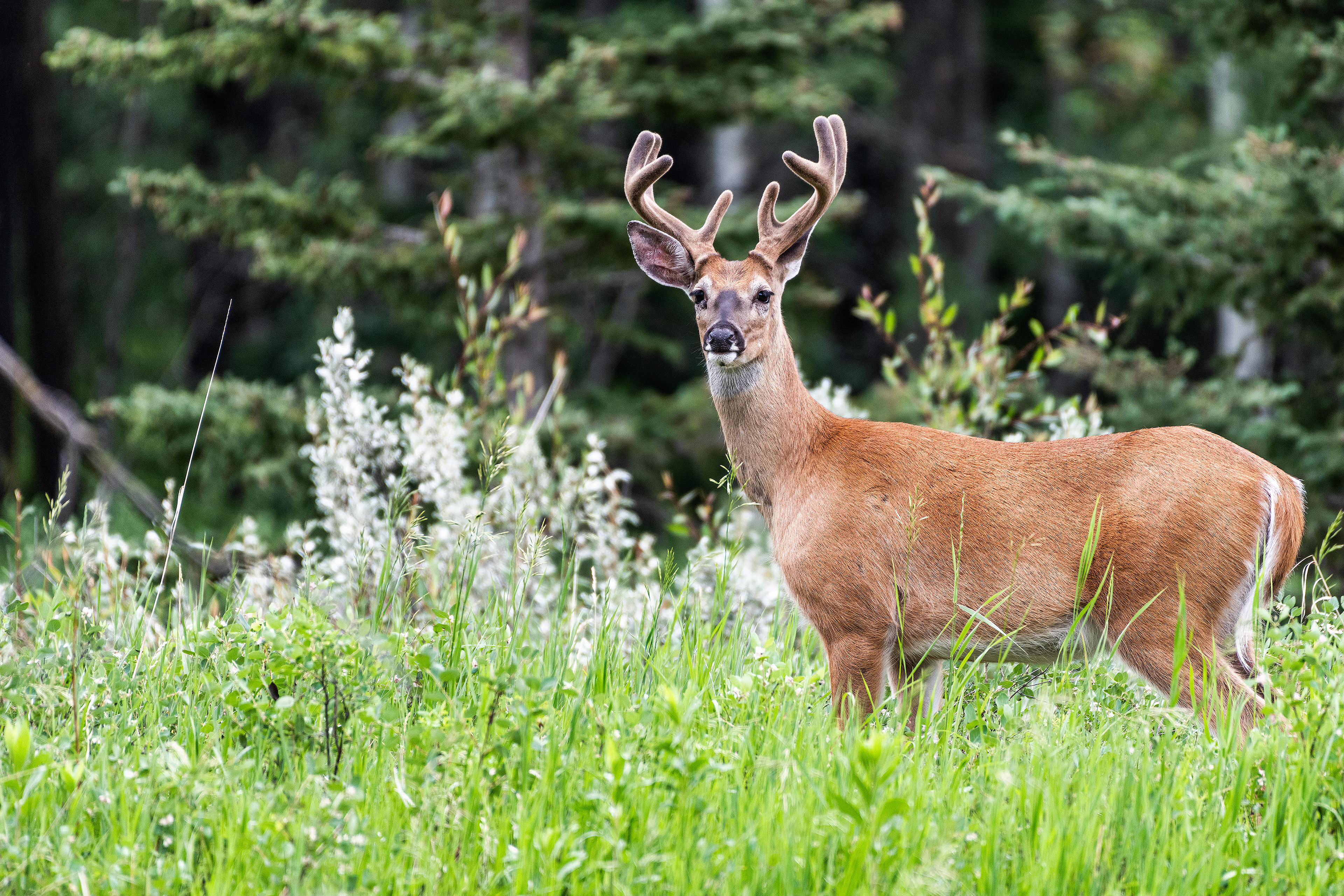White-tailed Deer, Marshall Springs - Fish Creek Prov. Park, Calgary, AB