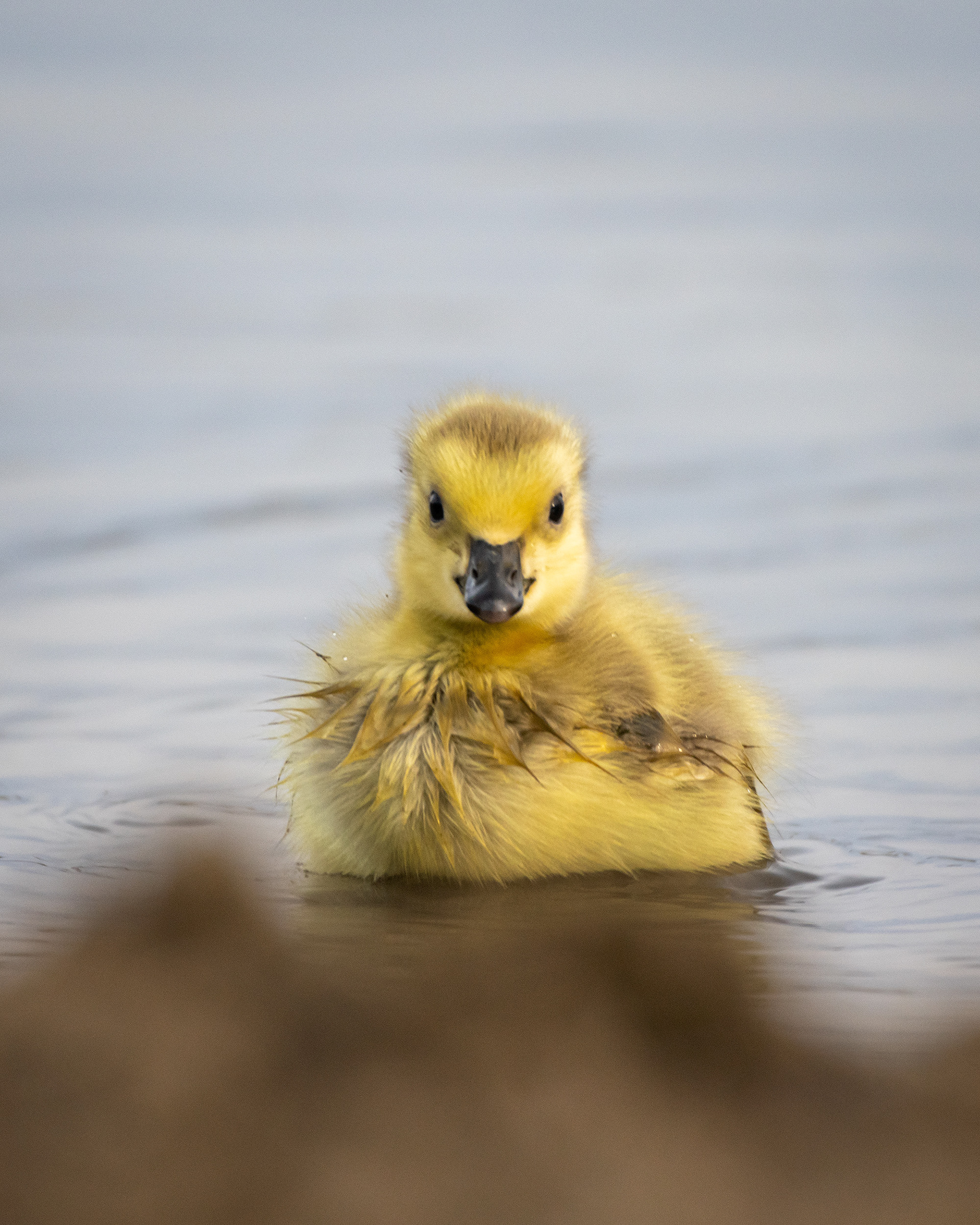 Canada Goose gosling, Glenmore Reservoir, North Glenmore Park, Calgary, AB