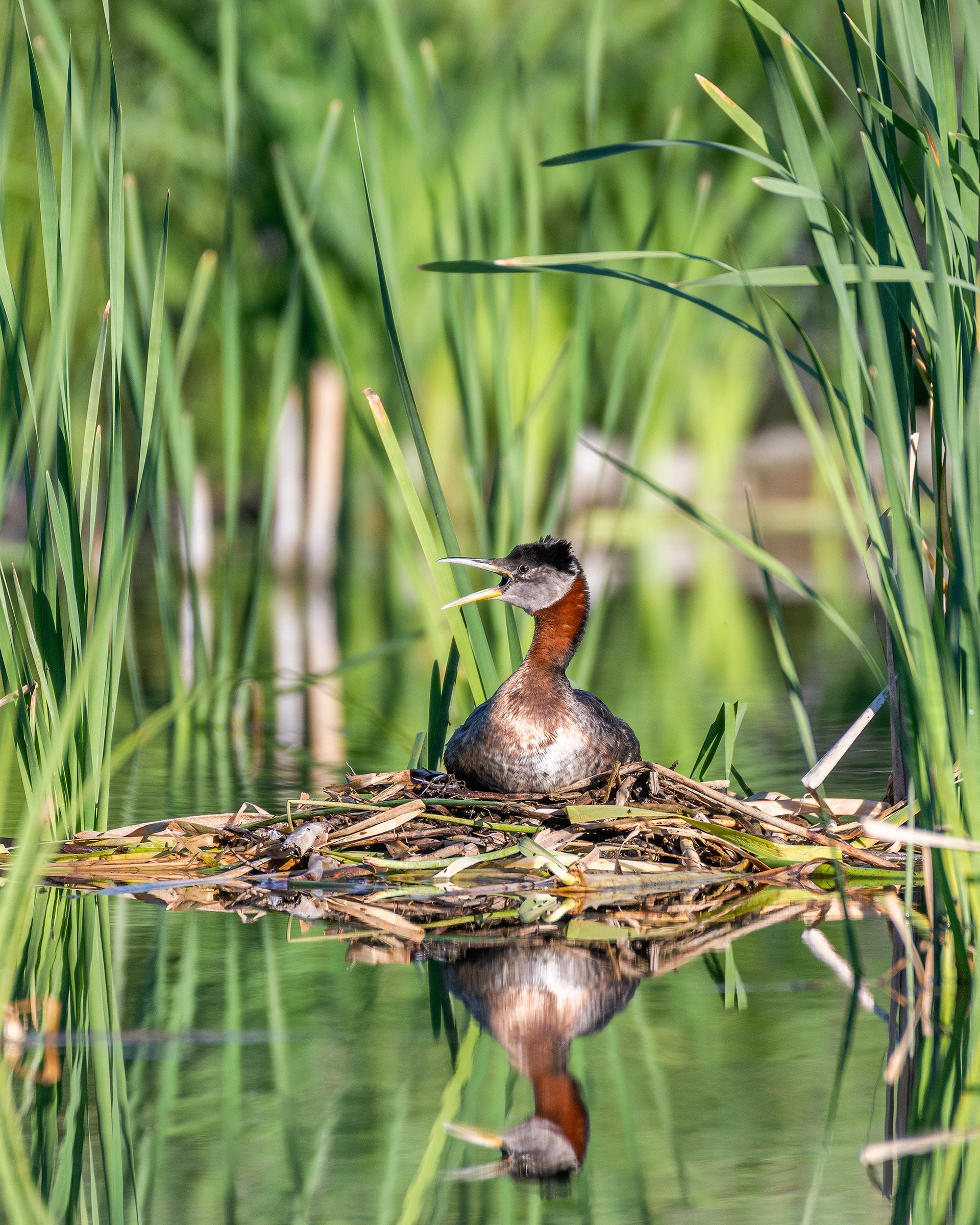 Red-necked Grebe (male) calling on his nest, Marshall Springs - Fish Creek Prov. Park, Calgary, AB