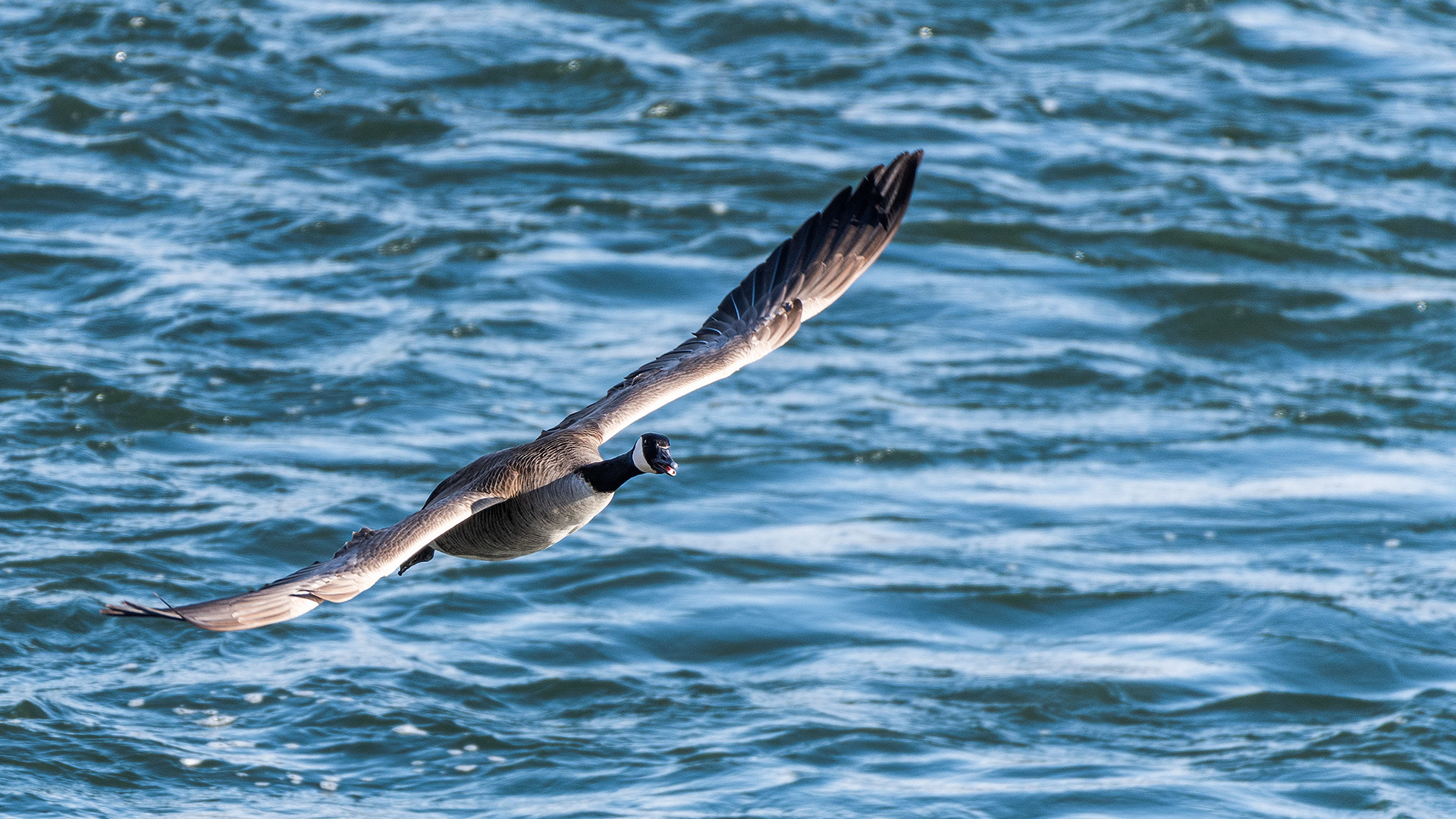 Canada Goose (in flight) near Mallard Point, Fish Creek Prov. Park, Calgary, AB